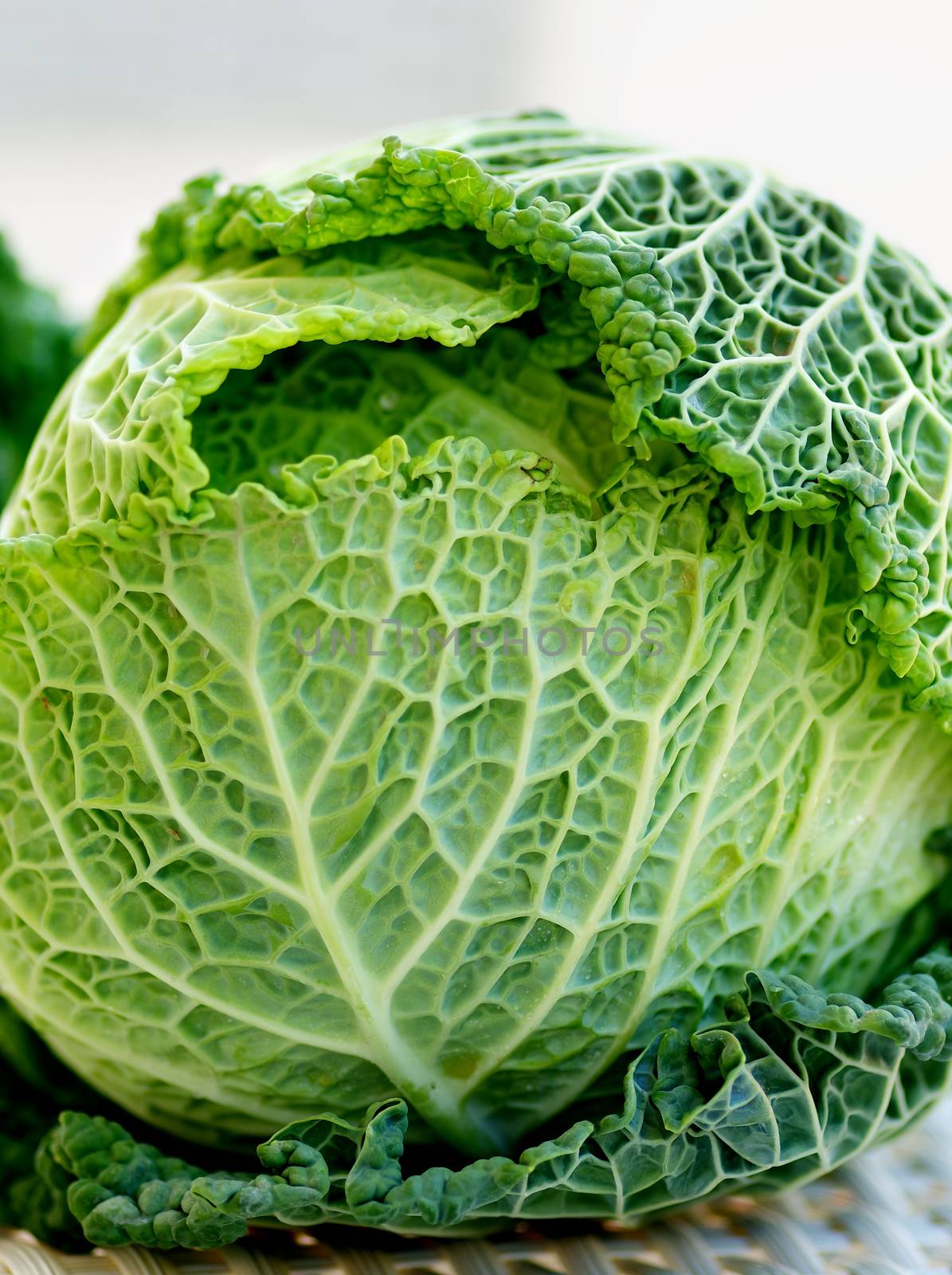 Green Leafy Texture Head of Savoy Cabbage closeup on Blurred background