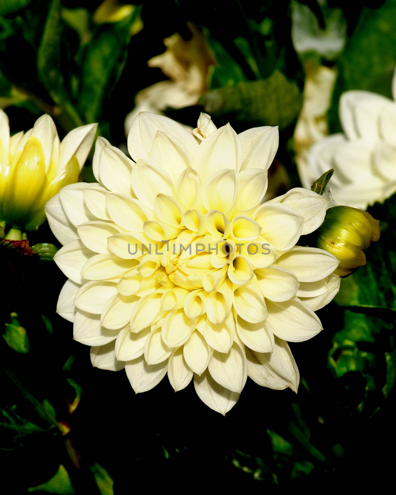 Big Yellow Flower of Dahlia with Buds closeup on Green Leafs background Outdoors