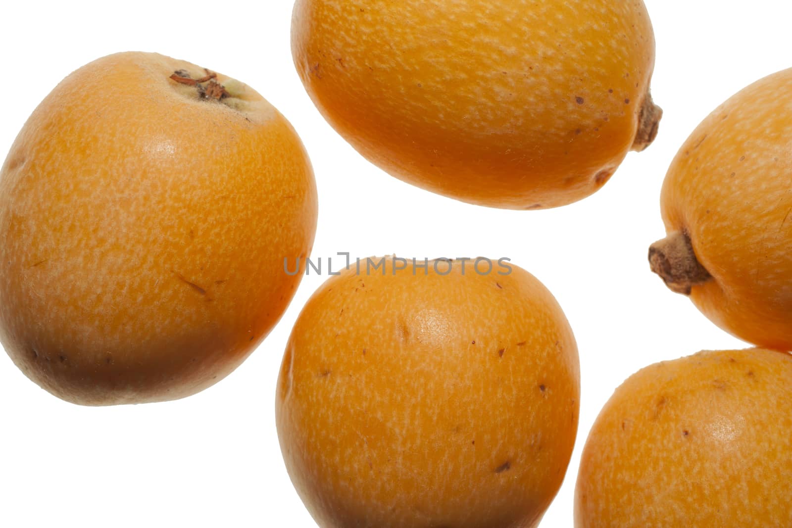 medlars on  white background