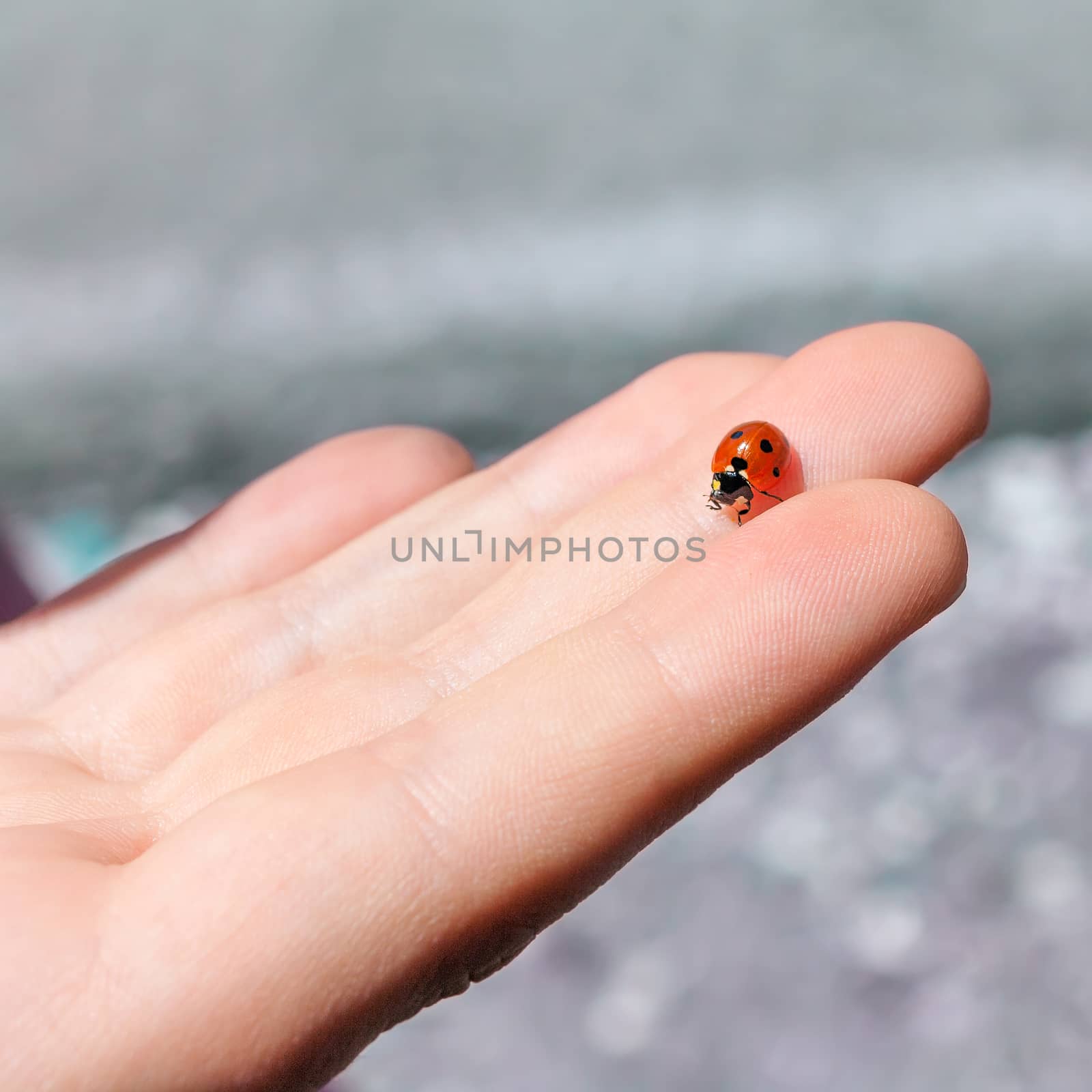 ladybird in human hand