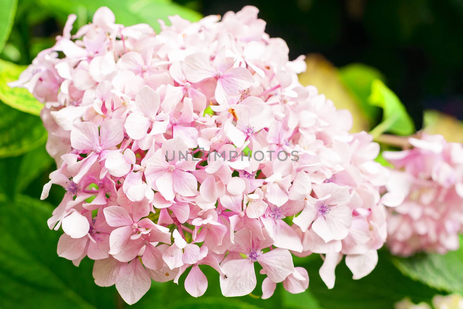 pink hydrangea by EnzoArt