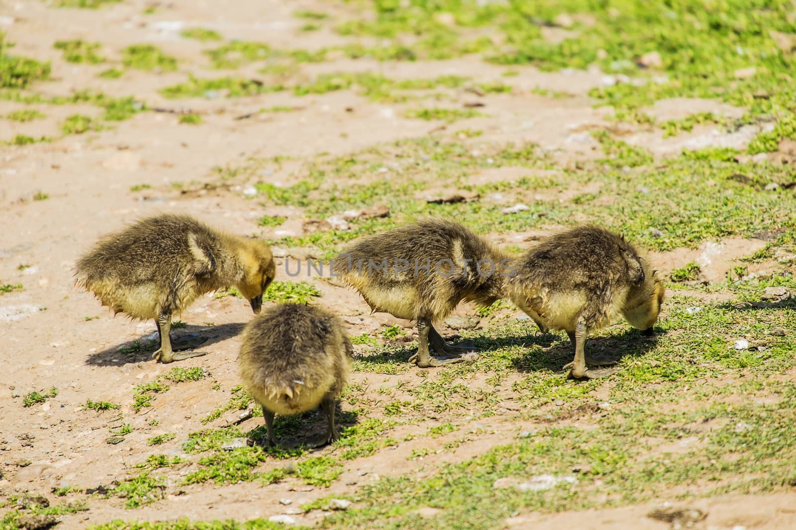 group of young greylag goslings searching for food on grass