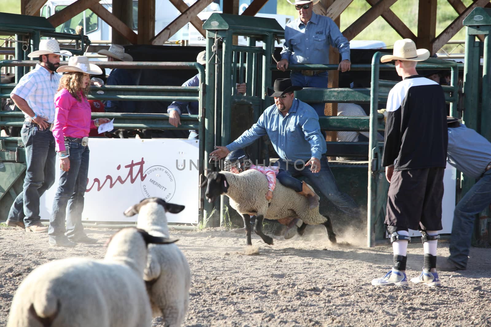 MERRITT, B.C. CANADA - May 30, 2015: Mutton Busting at the The 3rd Annual Ty Pozzobon Invitational PBR Event.