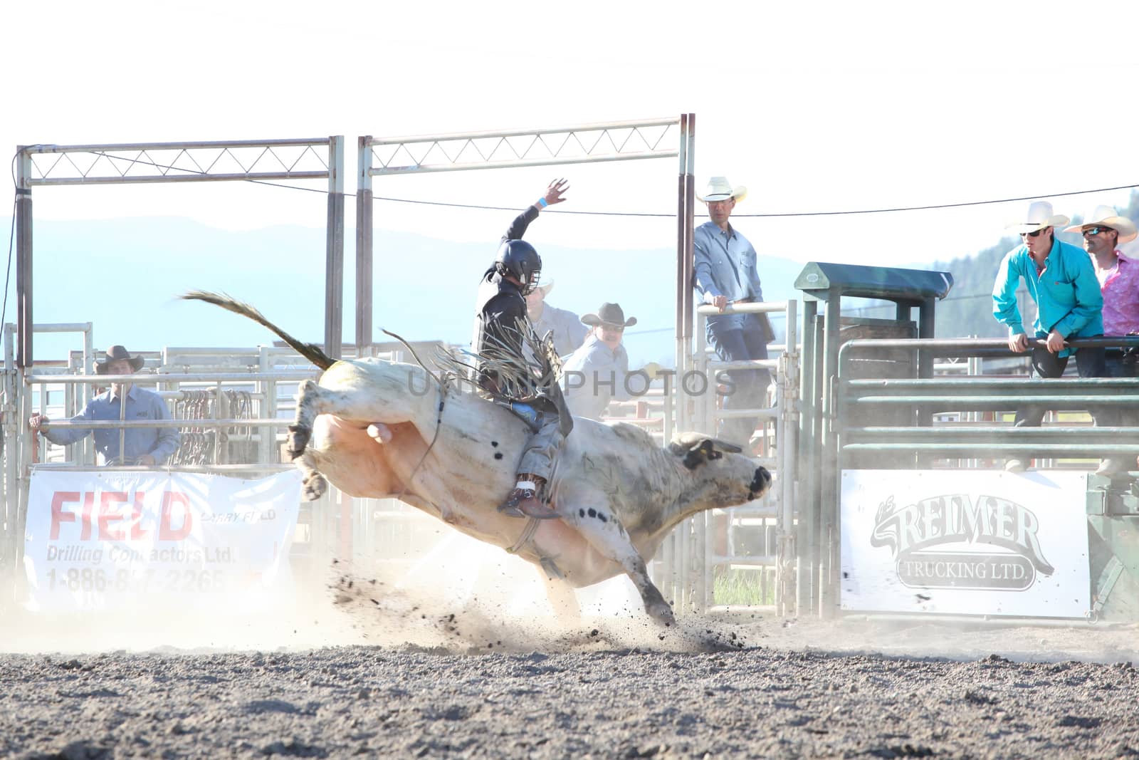 MERRITT, B.C. CANADA - May 30, 2015: Bull rider riding in the first round of The 3rd Annual Ty Pozzobon Invitational PBR Event.