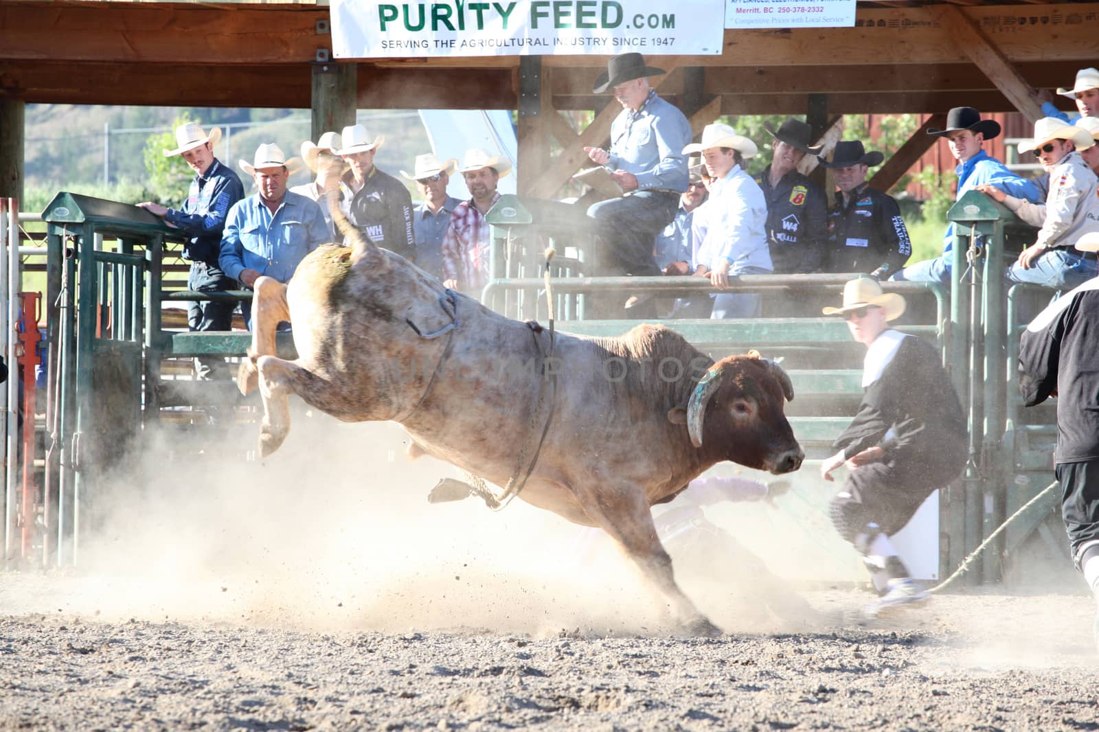 MERRITT, B.C. CANADA - May 30, 2015: Bull rider riding in the first round of The 3rd Annual Ty Pozzobon Invitational PBR Event.