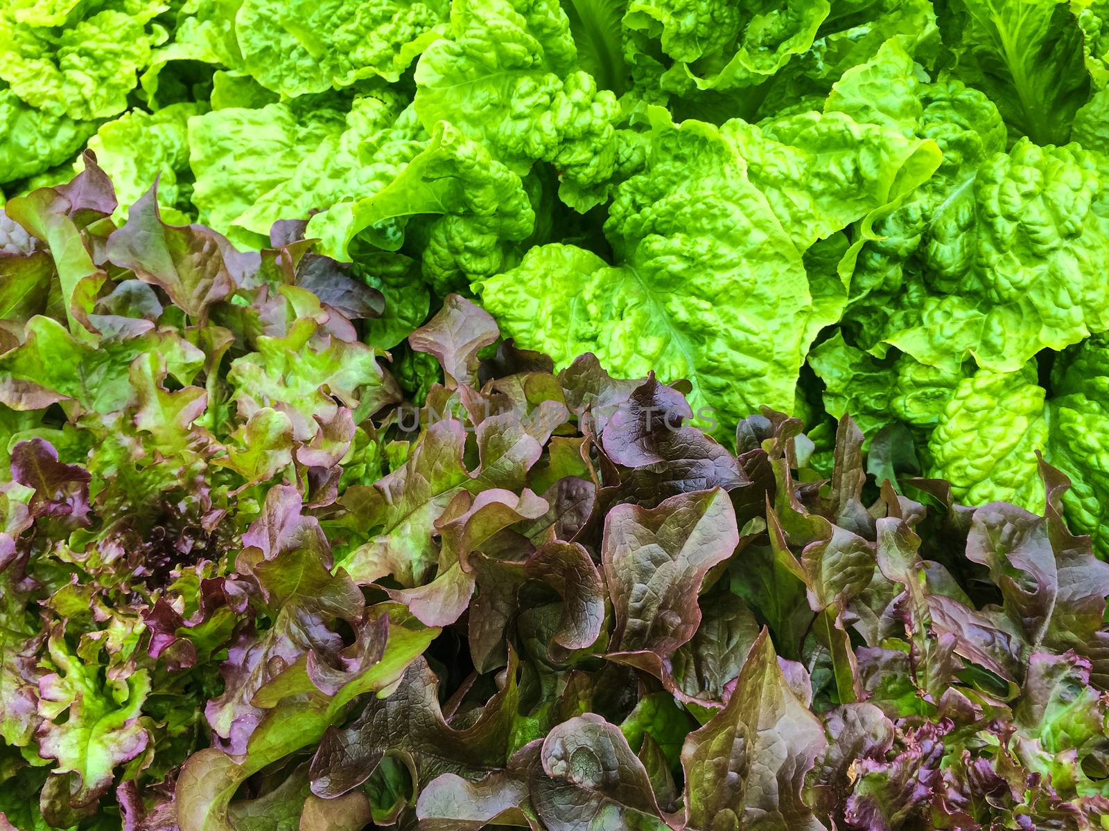 Green and red lettuce growing in the garden by anikasalsera