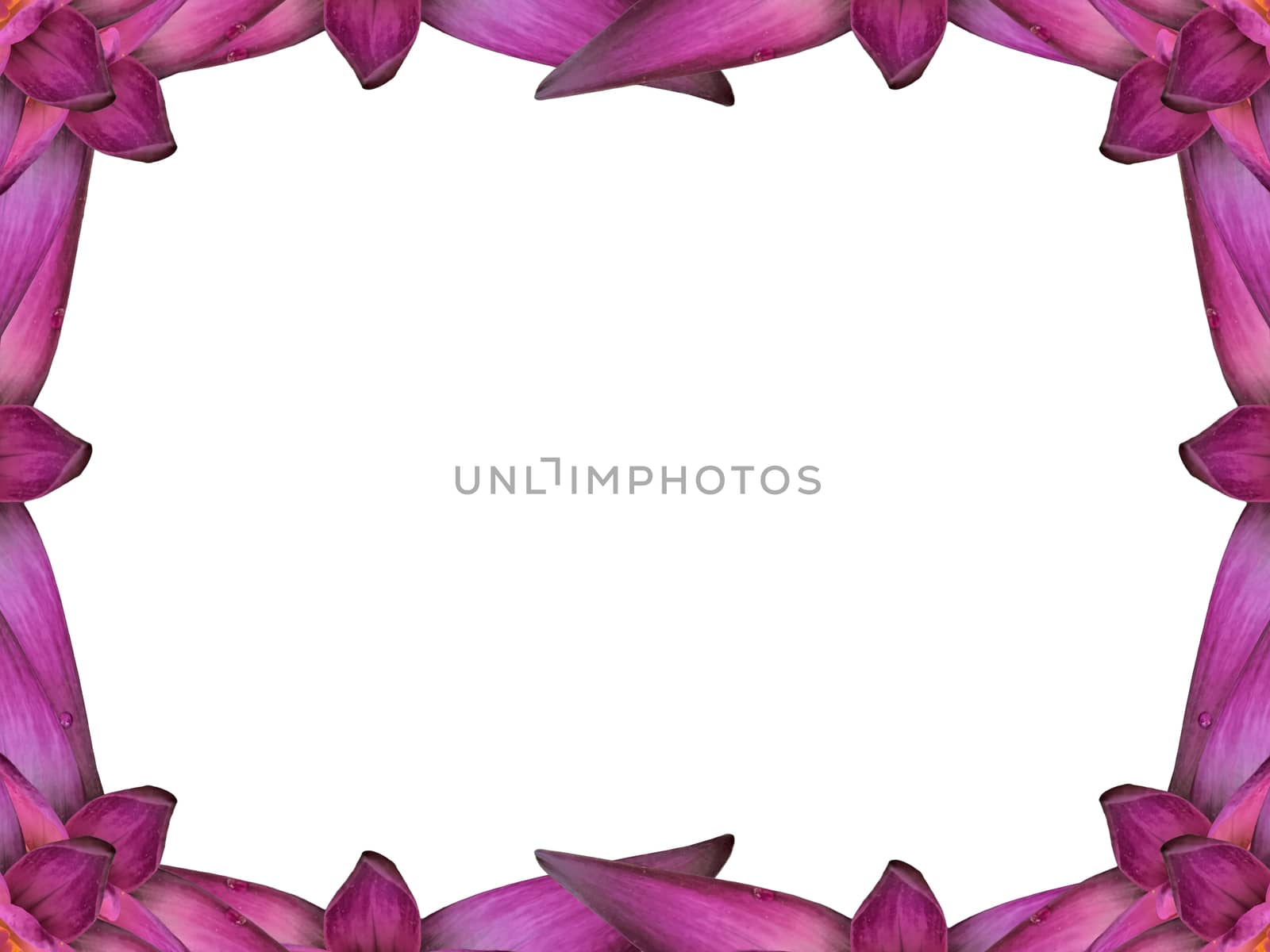 The Beautiful Water Lily Photo Frame