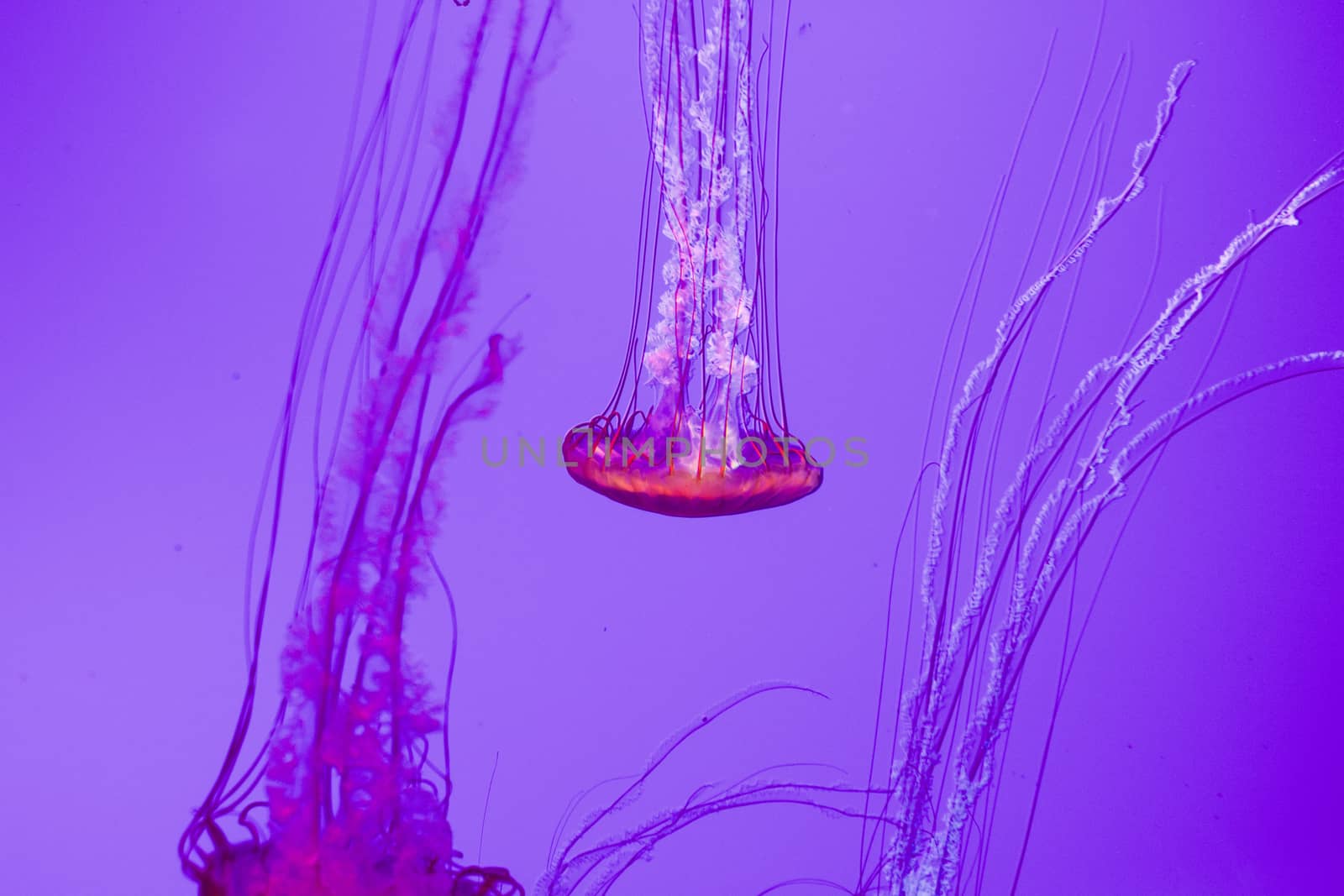 The beautiful bright and dangerous jellies Pacific sea nettles