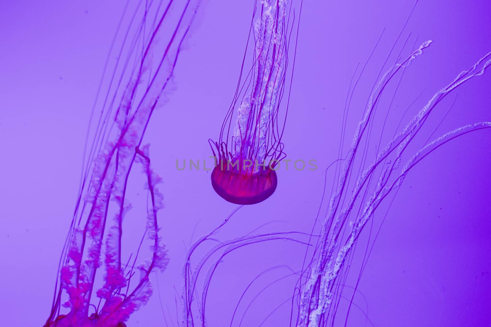 The beautiful bright and dangerous jellies Pacific sea nettles