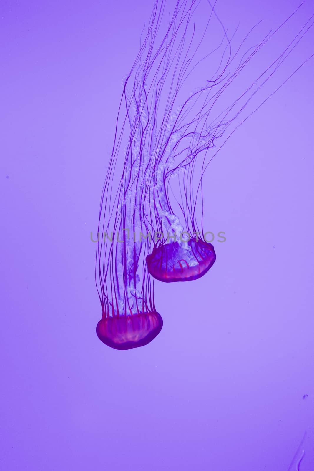 The beautiful bright and dangerous jellies Pacific sea nettles