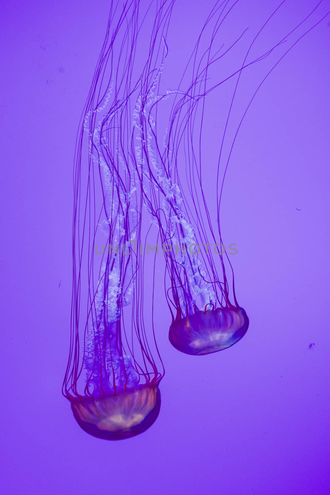 The beautiful bright and dangerous jellies Pacific sea nettles