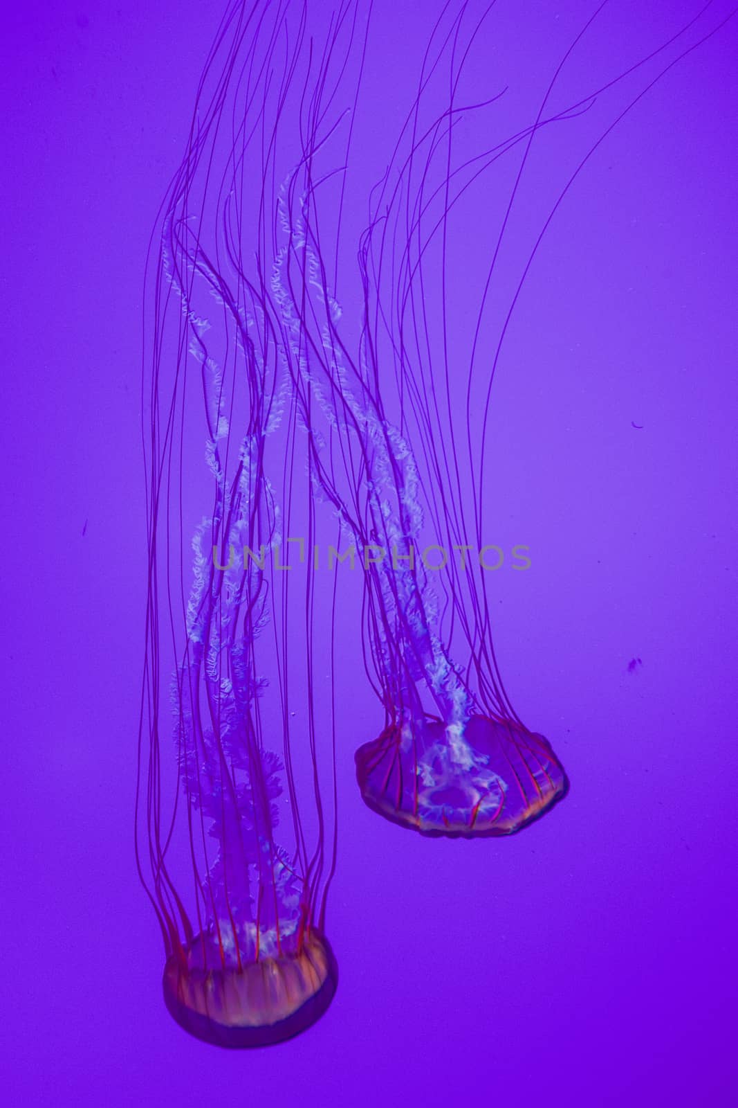 The beautiful bright and dangerous jellies Pacific sea nettles