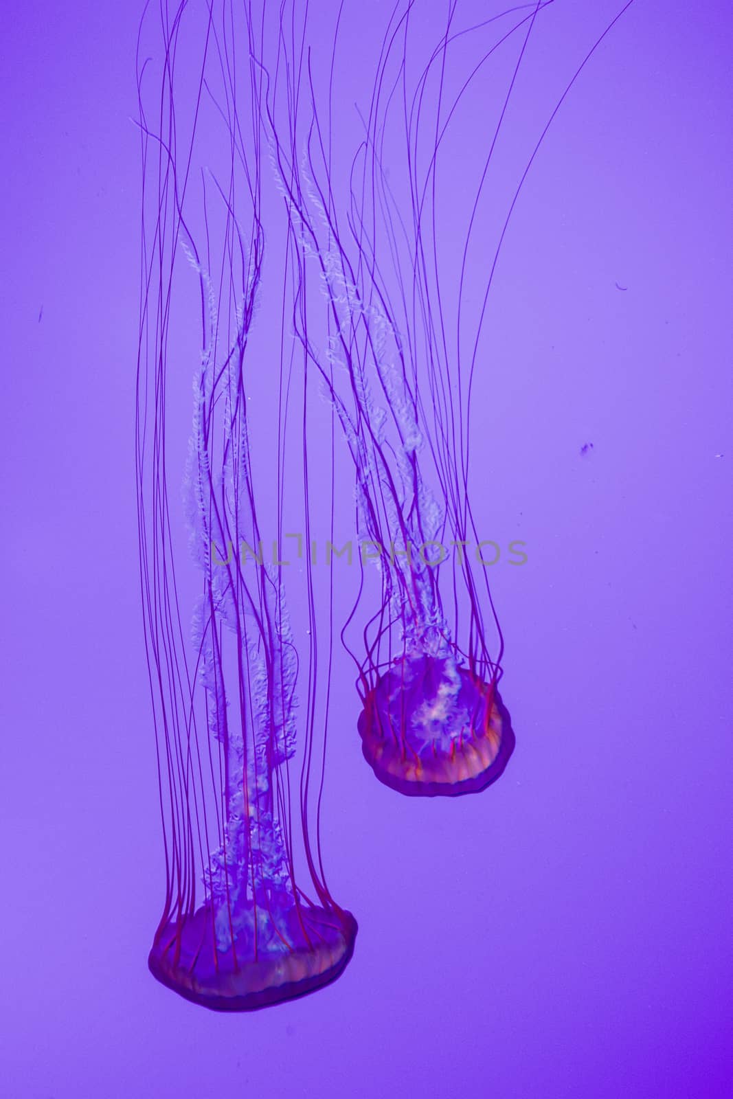 A pair of Pacific sea nettles by teo