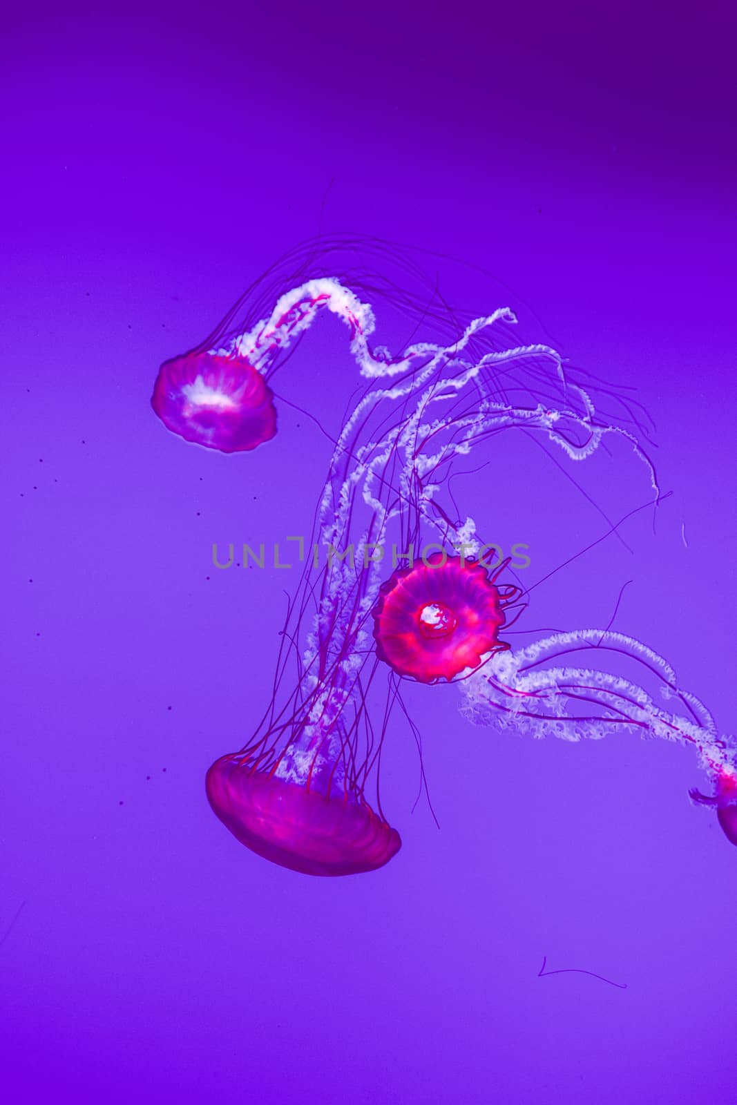 Three beautiful Pacific sea nettles by teo