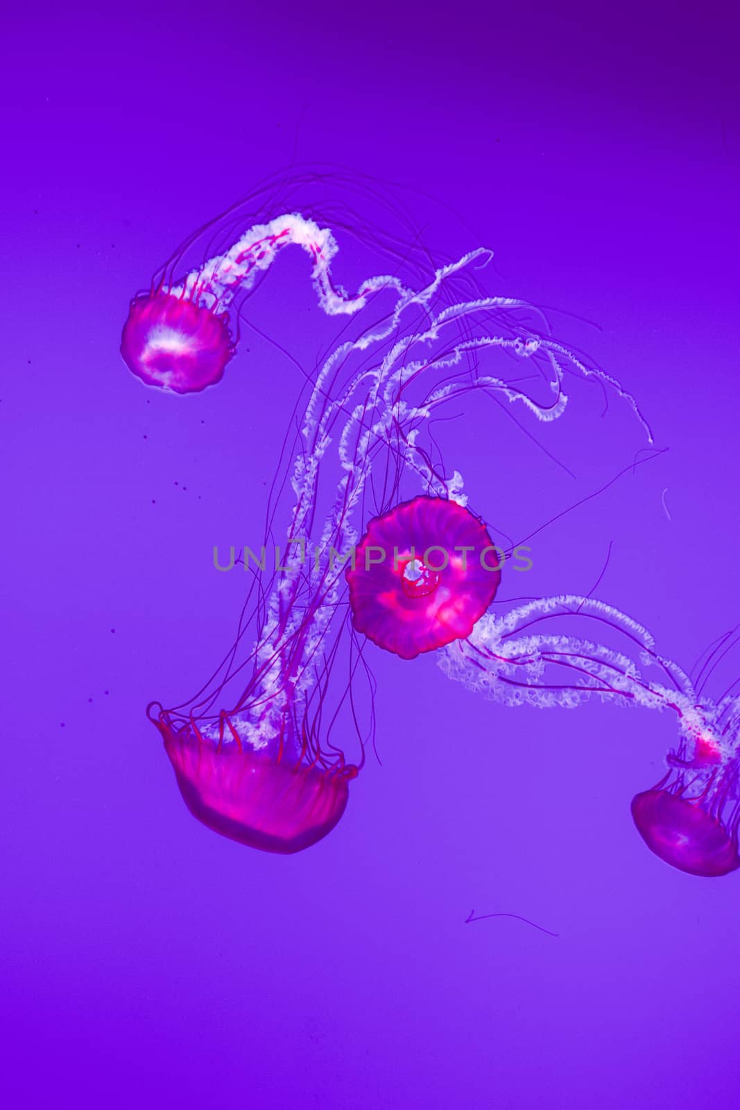 Four Pacific sea nettles by teo