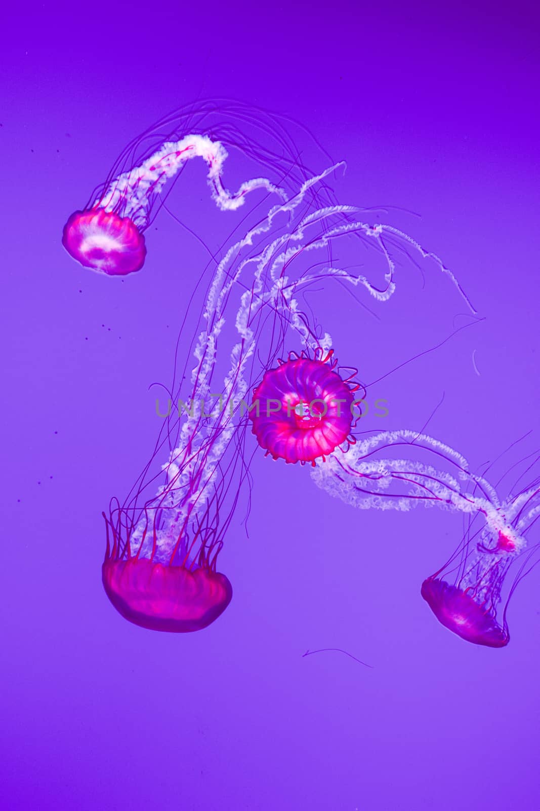 The beautiful bright and dangerous jellies Pacific sea nettles