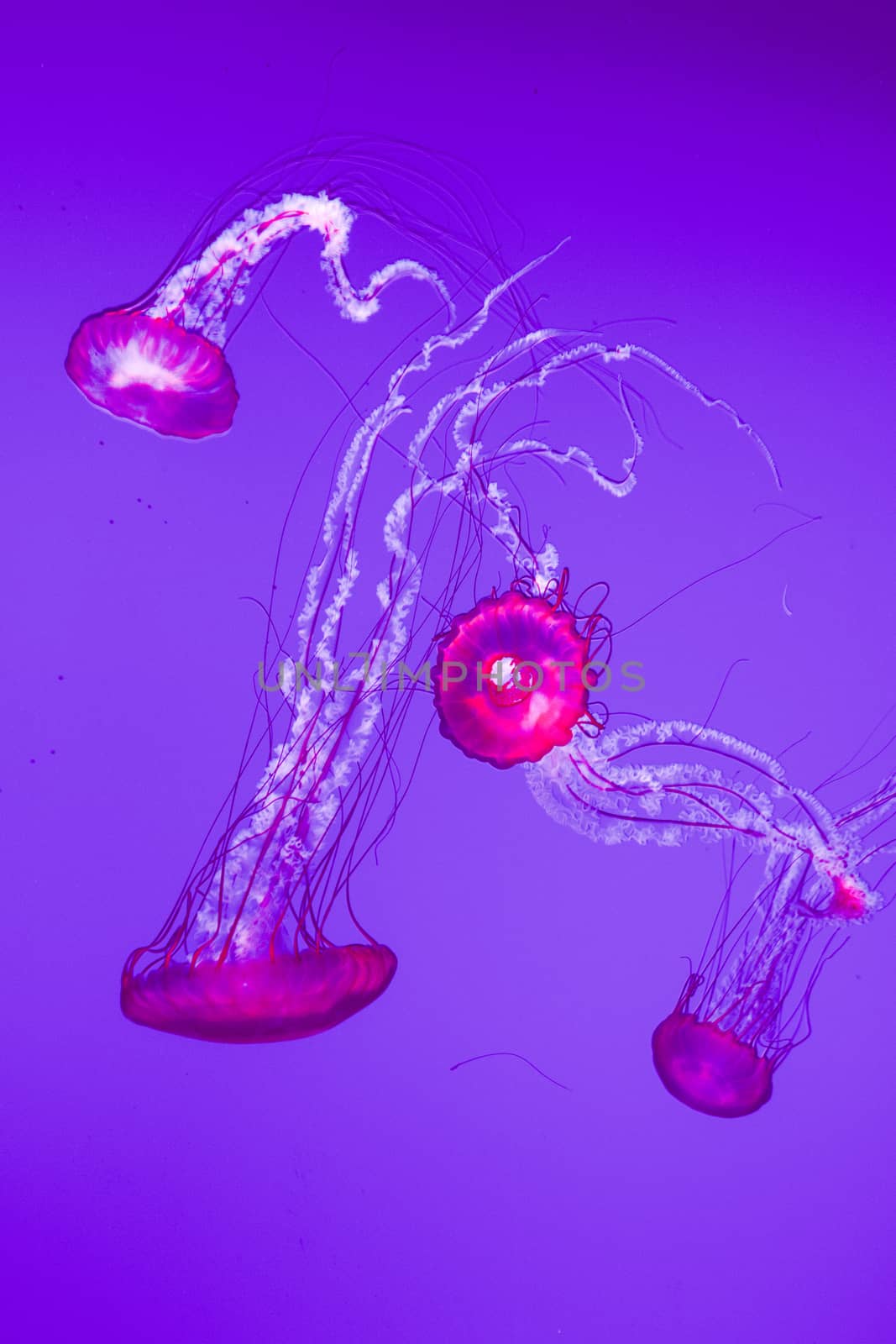 The beautiful bright and dangerous jellies Pacific sea nettles