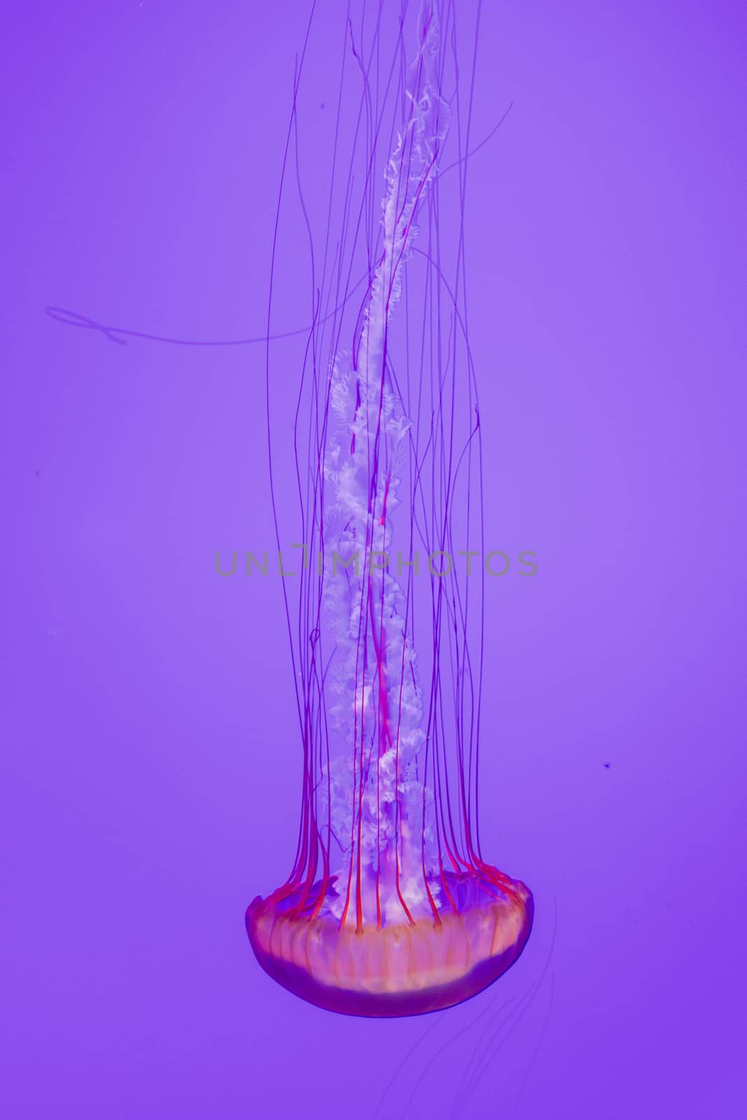 Beautiful Pacific sea nettle by teo