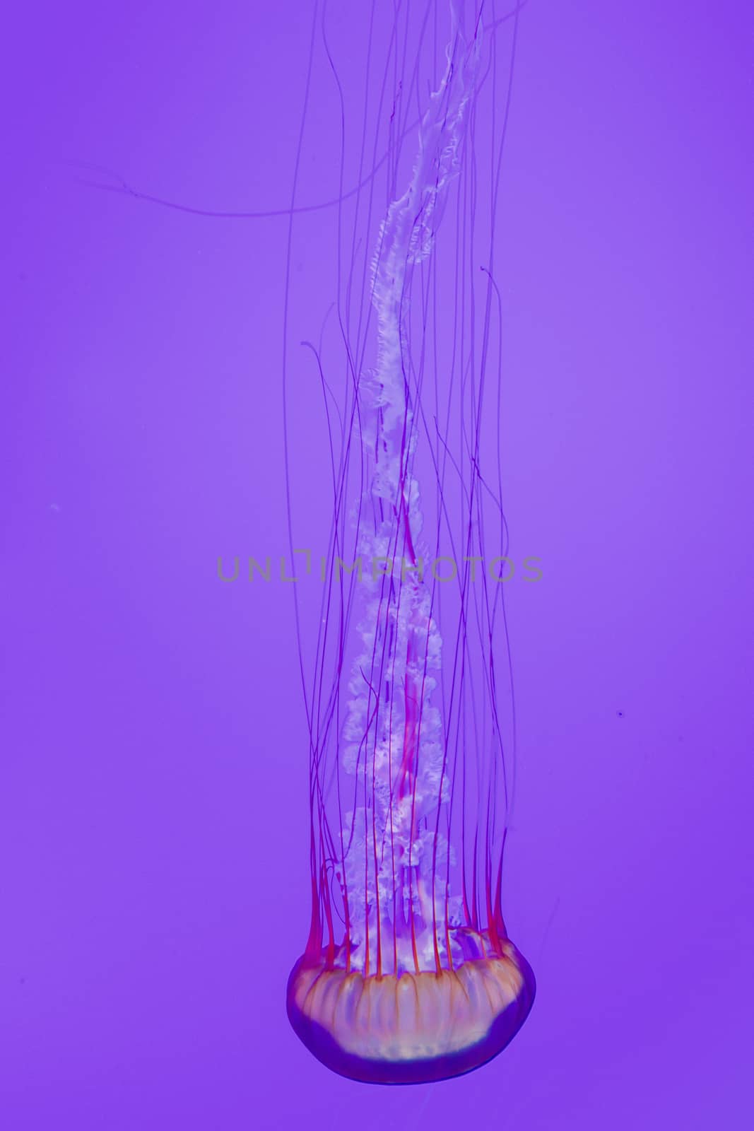 The beautiful bright and dangerous jellies Pacific sea nettles