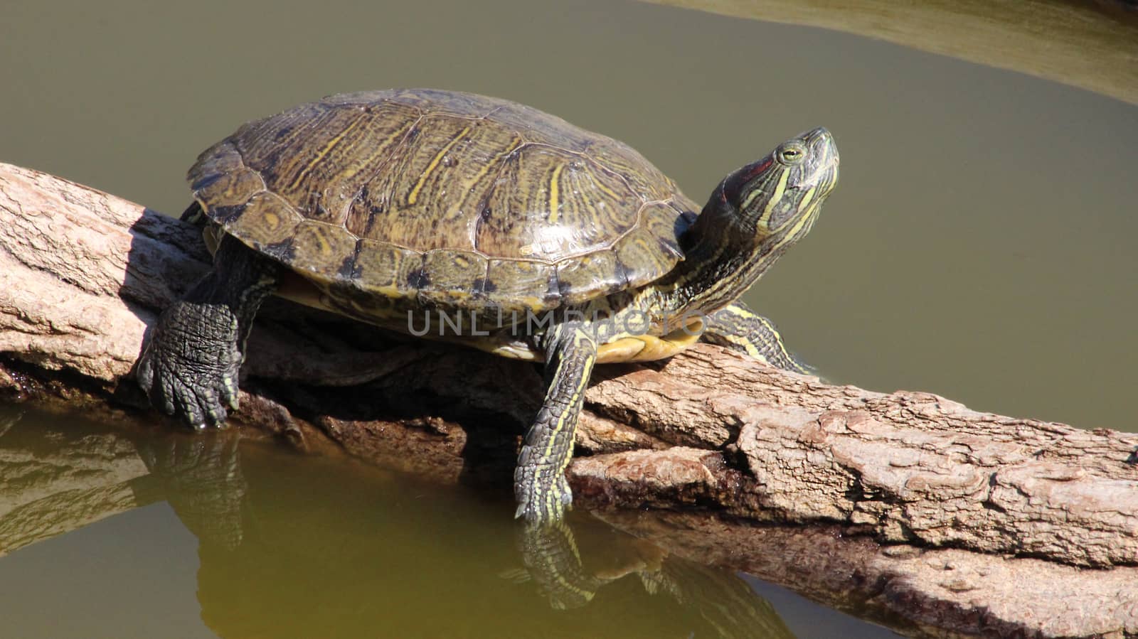 Closeup of a Florida Turtle (Red-eared slider)
