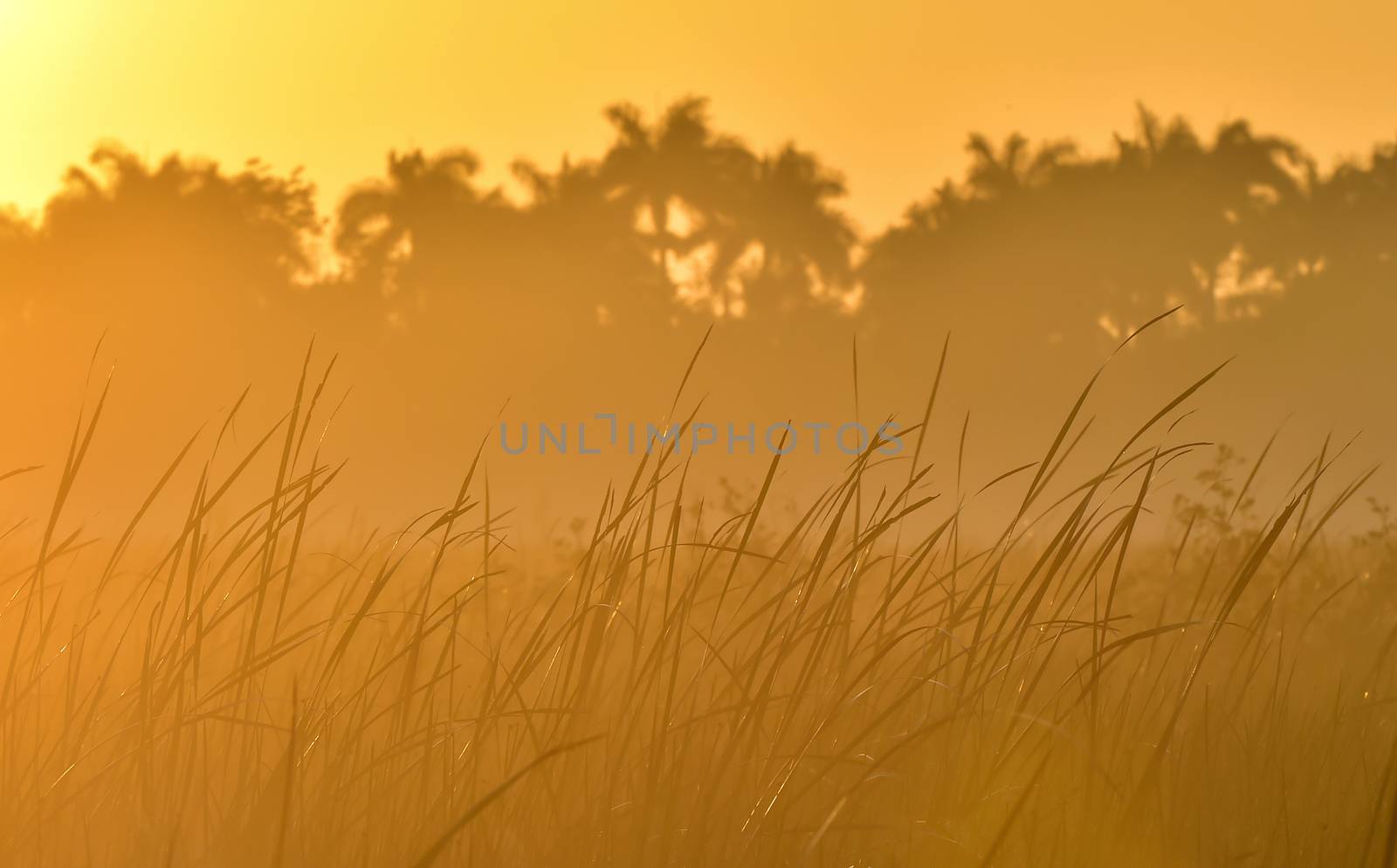 Tropical sunrise by SURZ