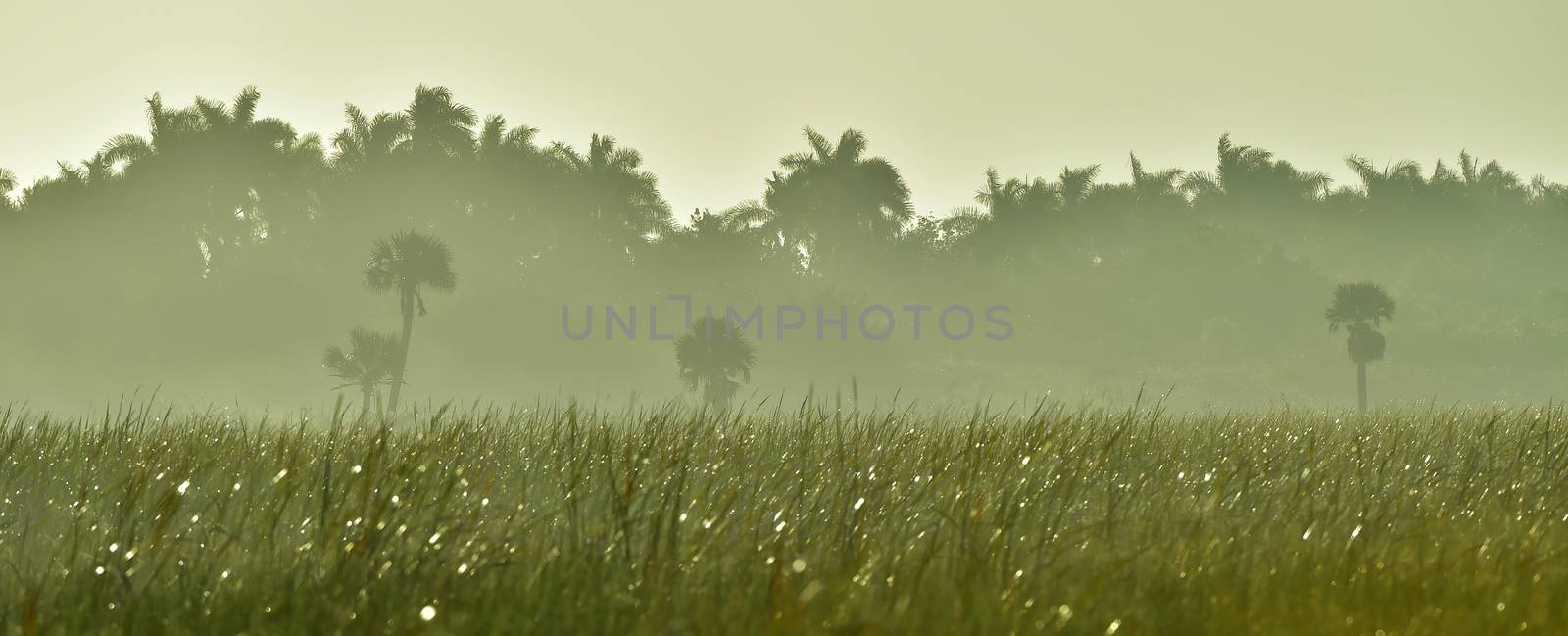 Palms and plants in tropic on sunrise. Zapata. Cuba