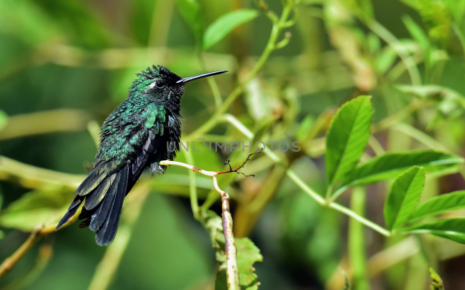  Cuban Emerald Hummingbird (Chlorostilbon ricordii) by SURZ