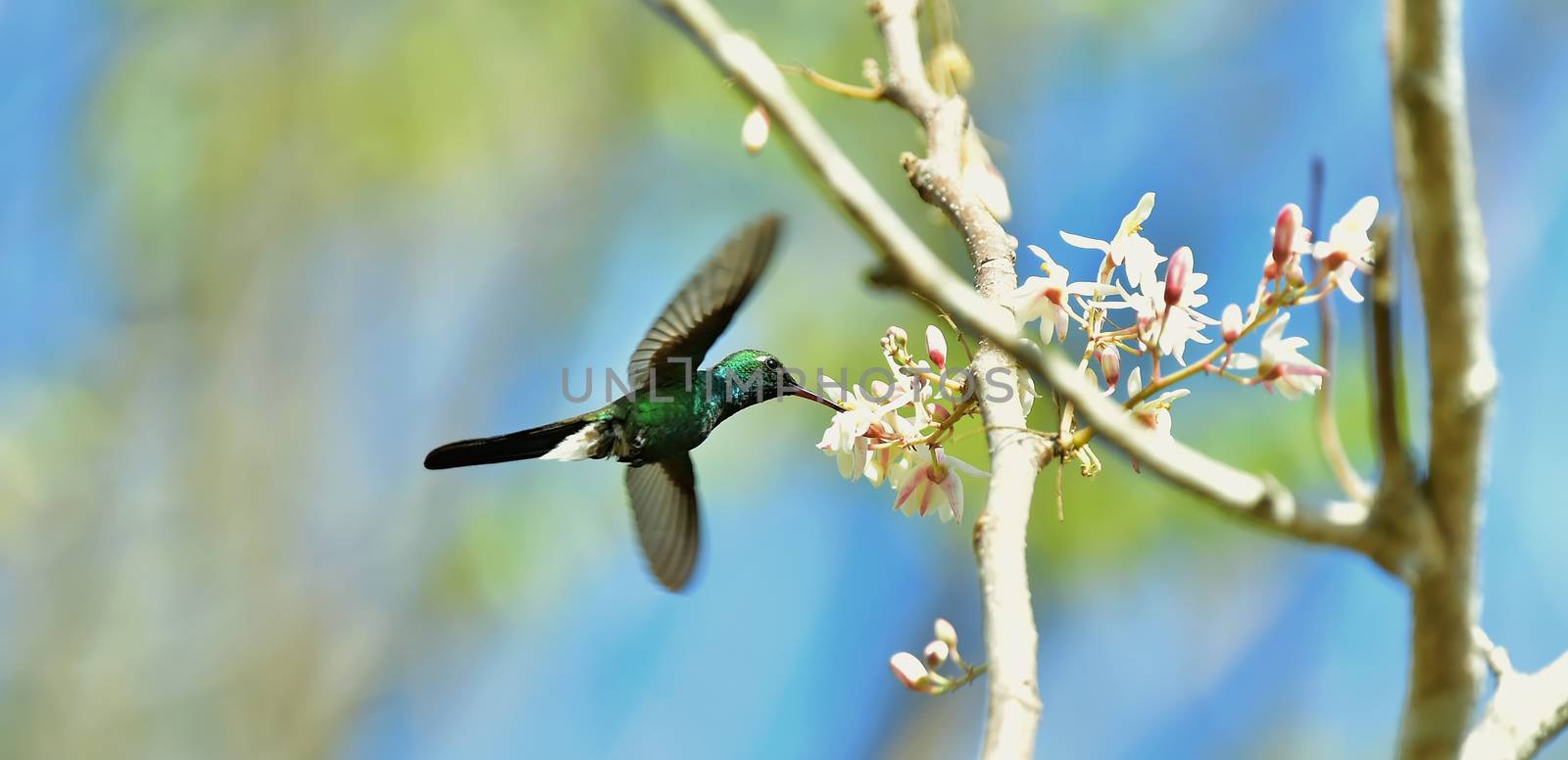 Flying Cuban Emerald Hummingbird (Chlorostilbon ricordii) by SURZ
