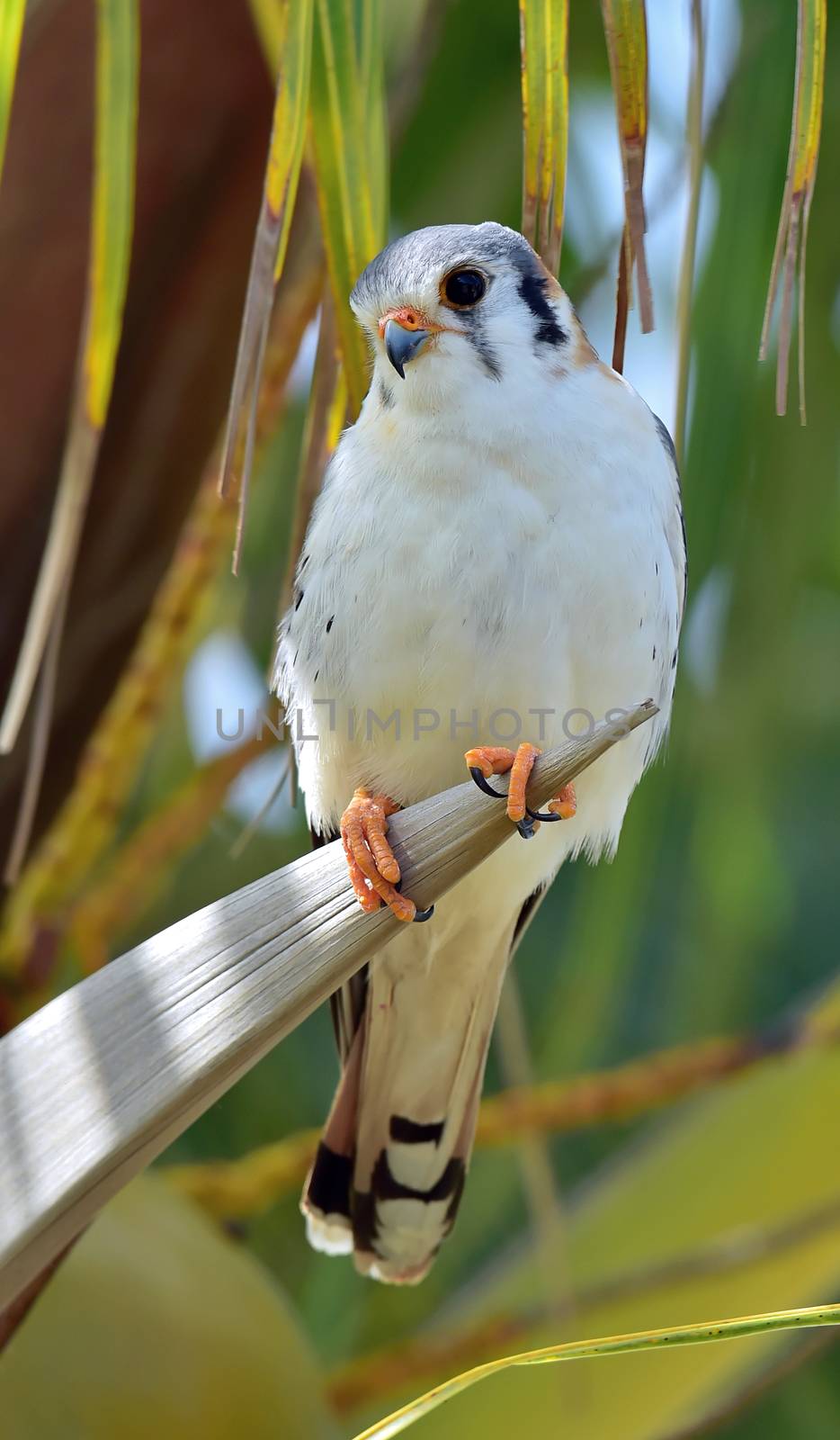 American Kestrel (Falco sparverius sparveroides) by SURZ