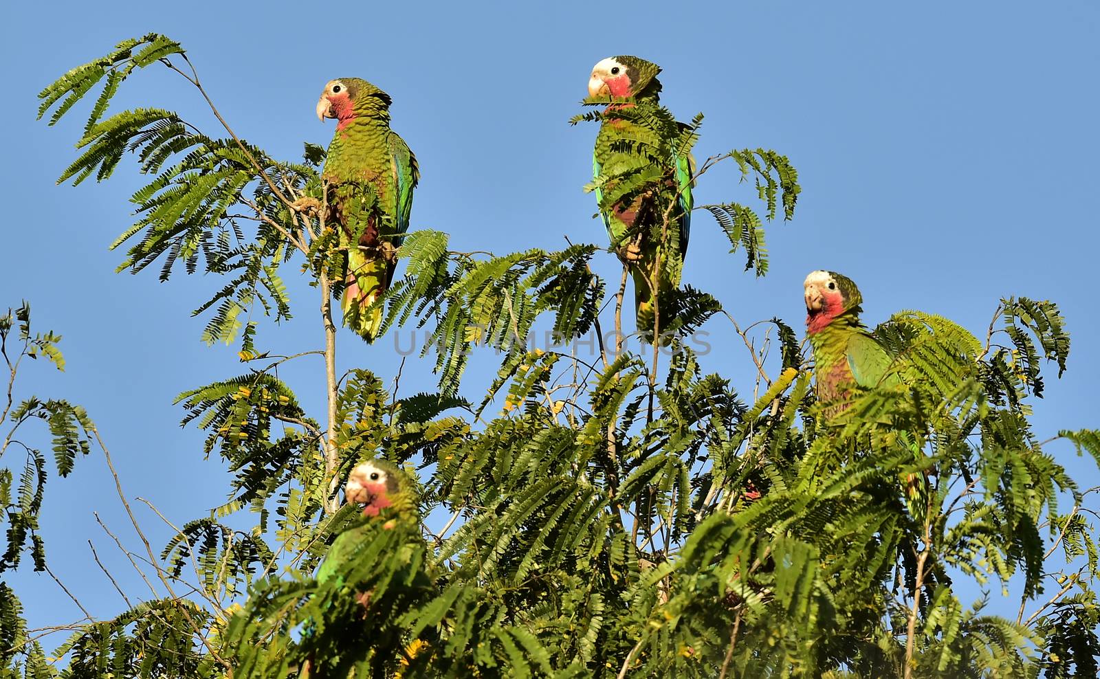 Cuban Parrot (Amazona leucocephala leucocephala), by SURZ