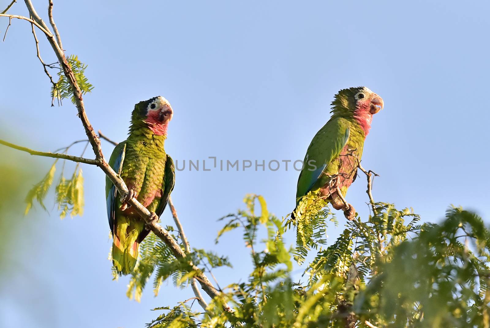 Cuban Parrot (Amazona leucocephala leucocephala), Cuban Parrot Amazona leucocephala adult perched  in tree, Republic of Cuba in March.