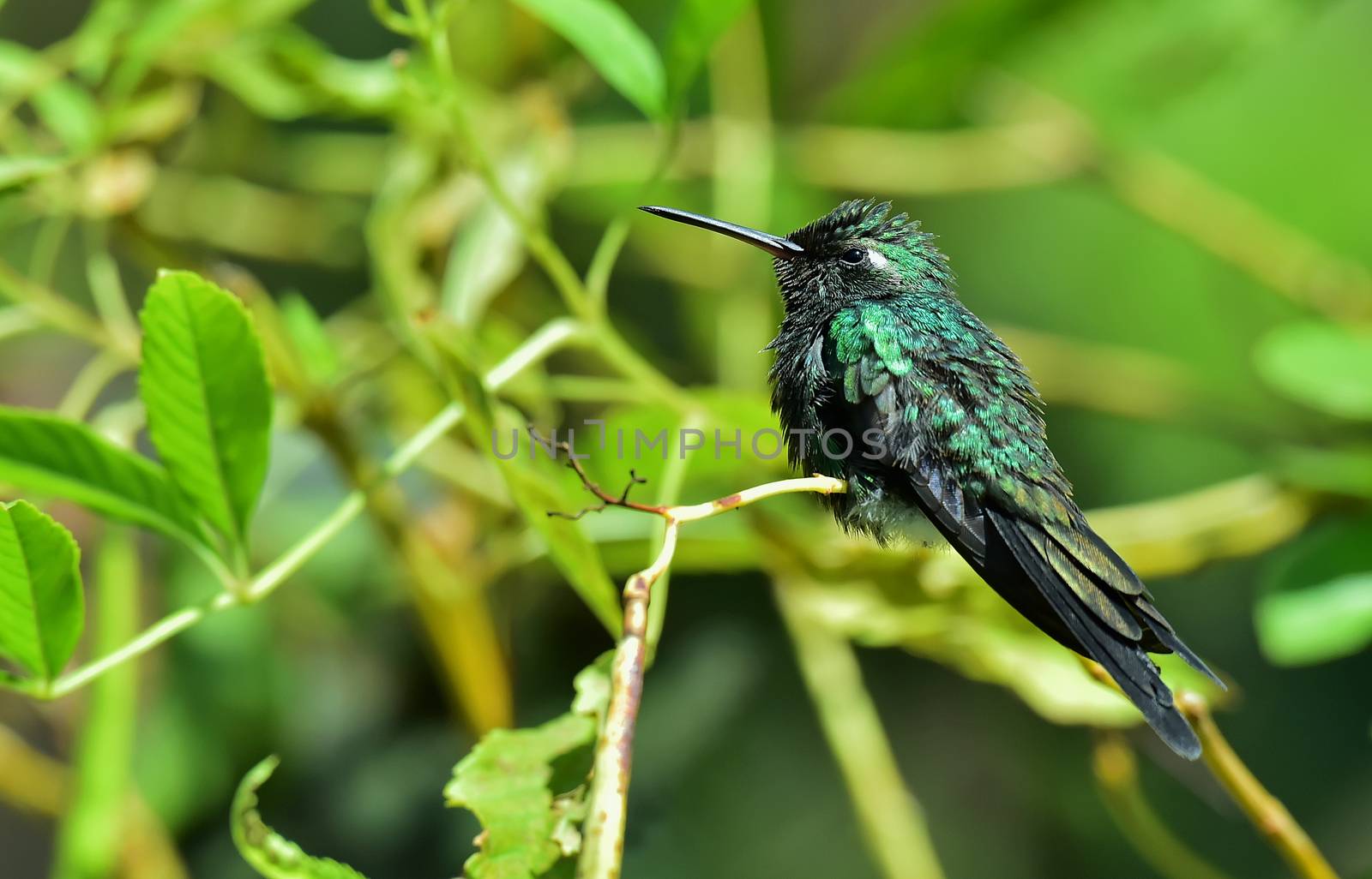  Cuban Emerald Hummingbird (Chlorostilbon ricordii), Cienaga de Zapata, Cuba