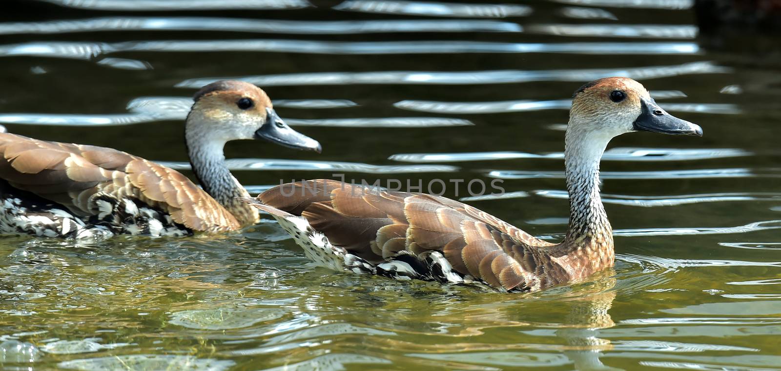 Cuban or West Indian Whistling Duck  by SURZ
