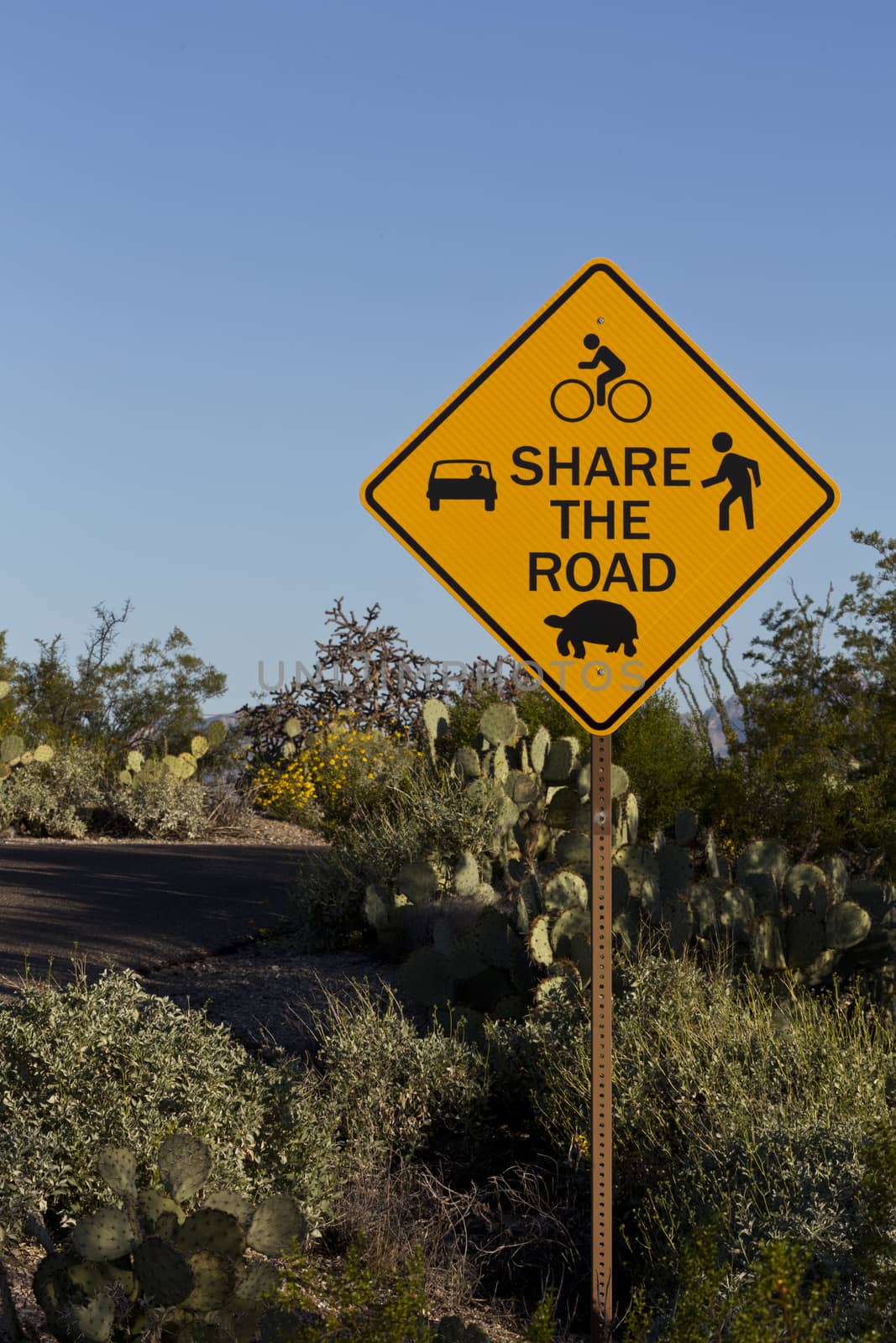 In bicycle friendly Saguaro National Park, a Share the Road sign warns that roadway must be shared by cars, bicyclists, walkers, and desert wildlife, including slow moving tortoises.  Location is Tucson, Arizona.  