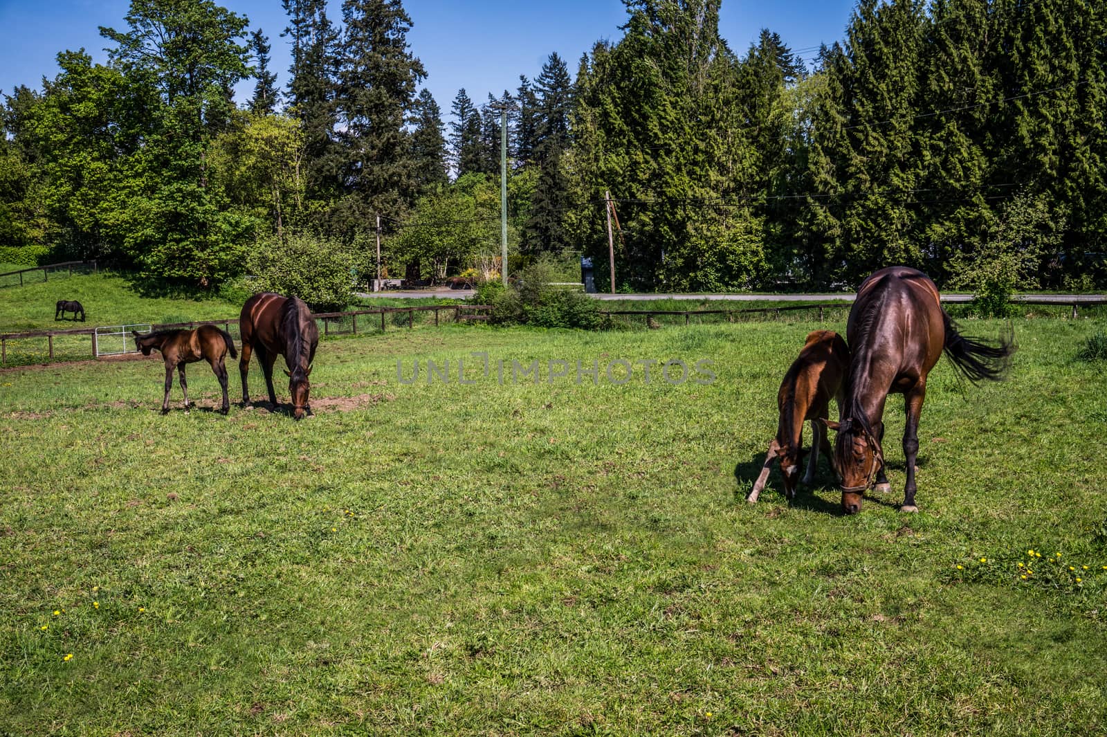 Two Mares and Fillies Grazing in a Meadow near Fort Langley British Columbia