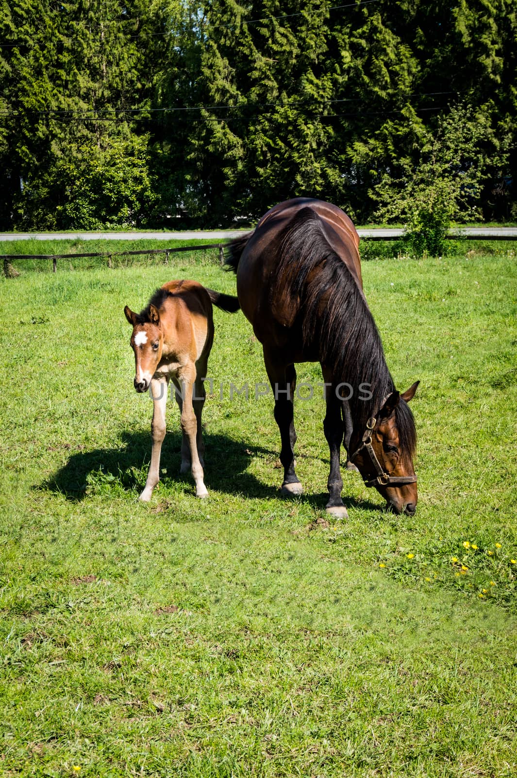 Mare and Filly Grazing by hpbfotos