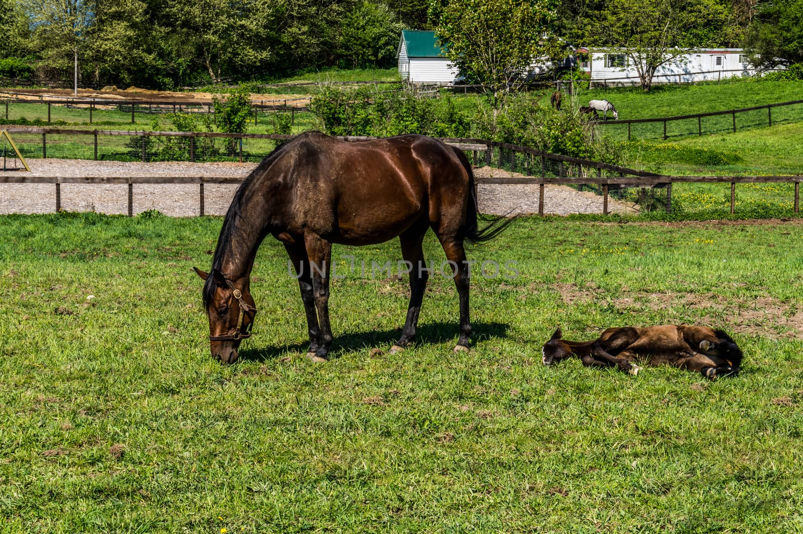 Mare and Filly Grazing by hpbfotos