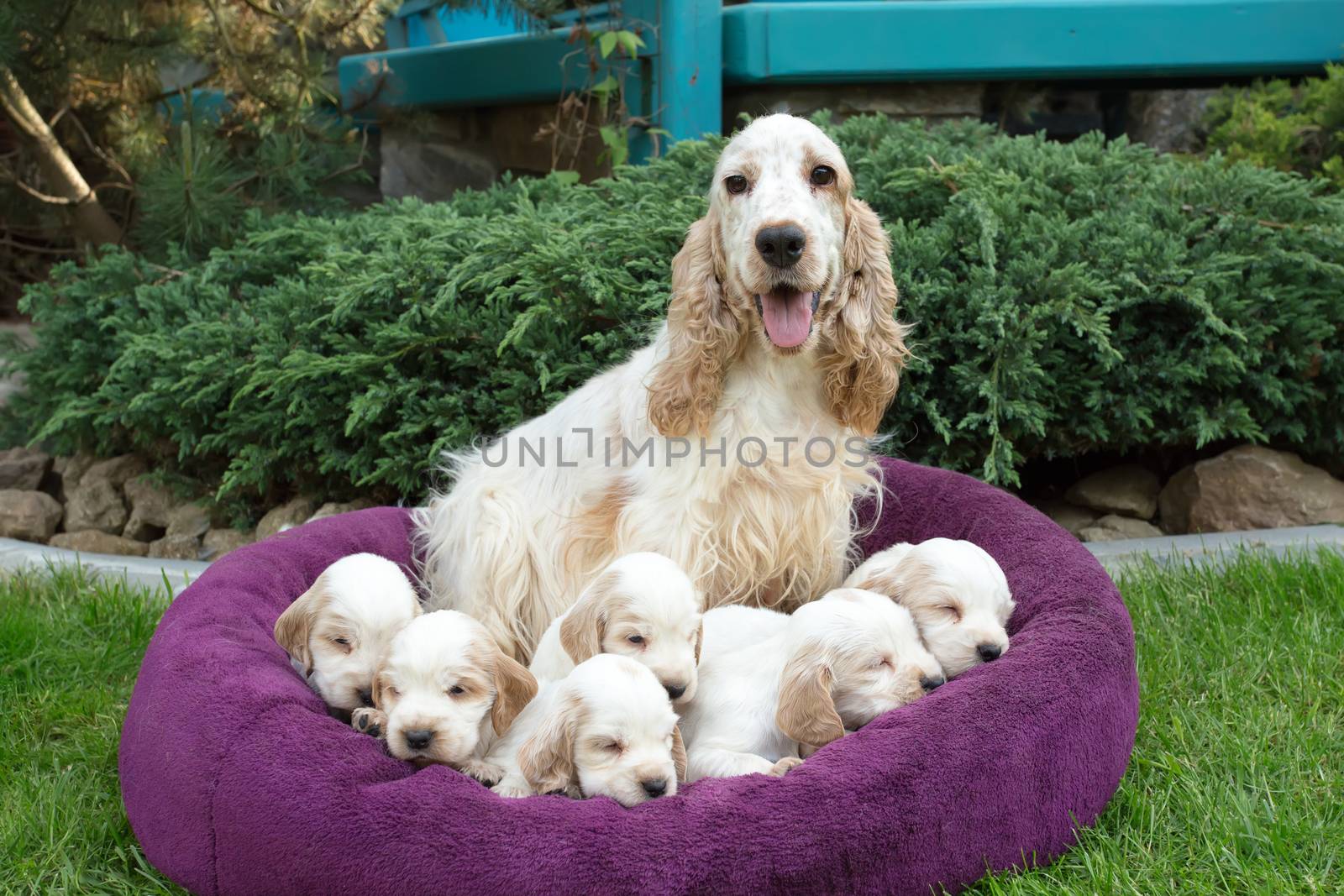 family of lying English Cocker Spaniel puppy, 24 days old with mother