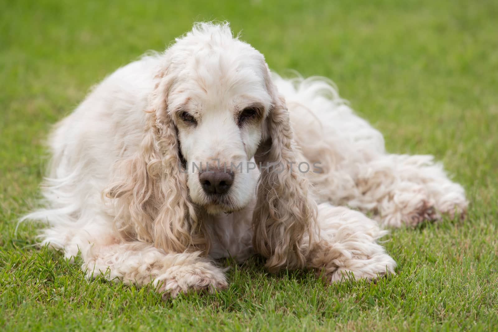 outdoor portrait of lying english cocker spaniel, european champion, breeding station