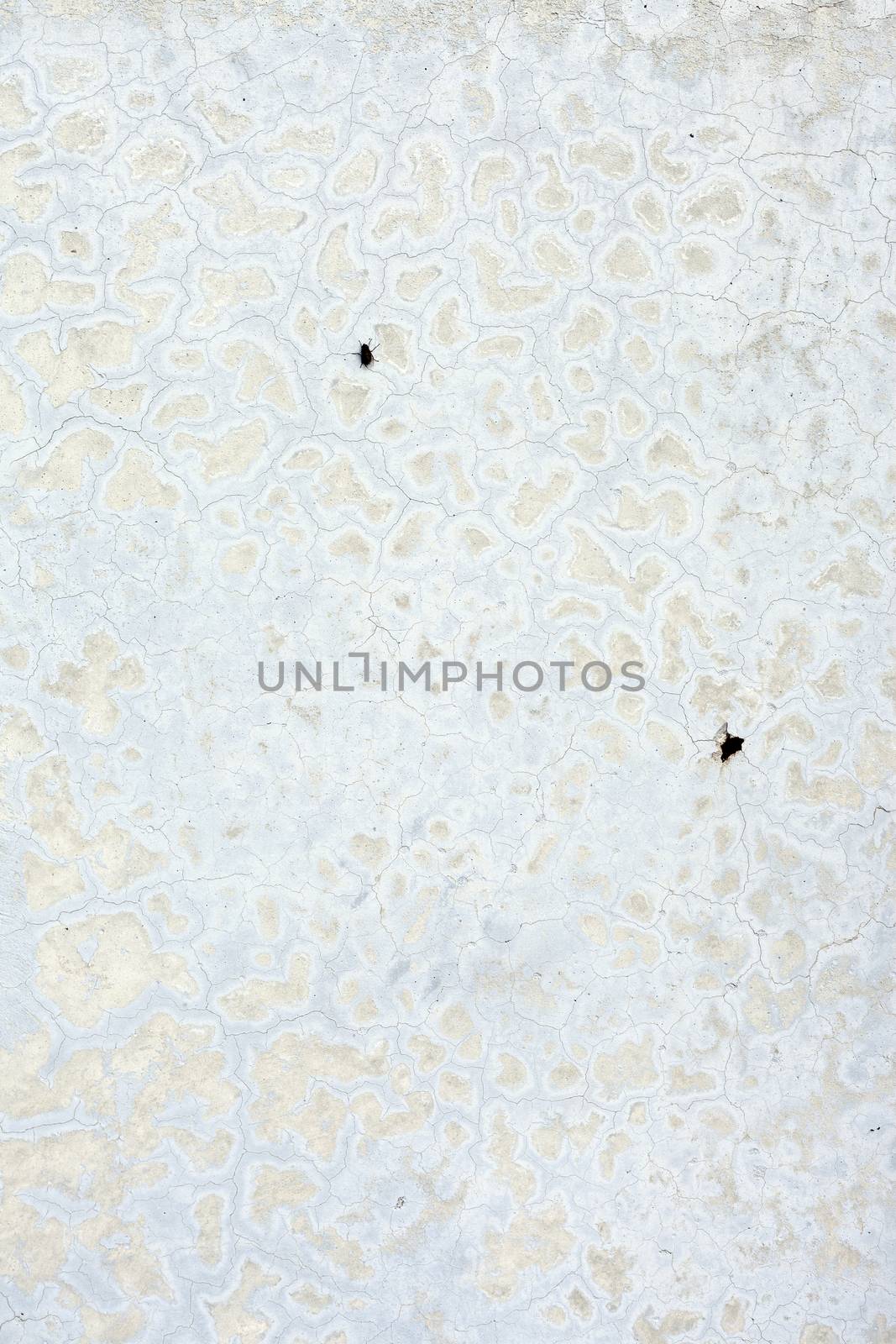 Grungy white background cement old texture wall