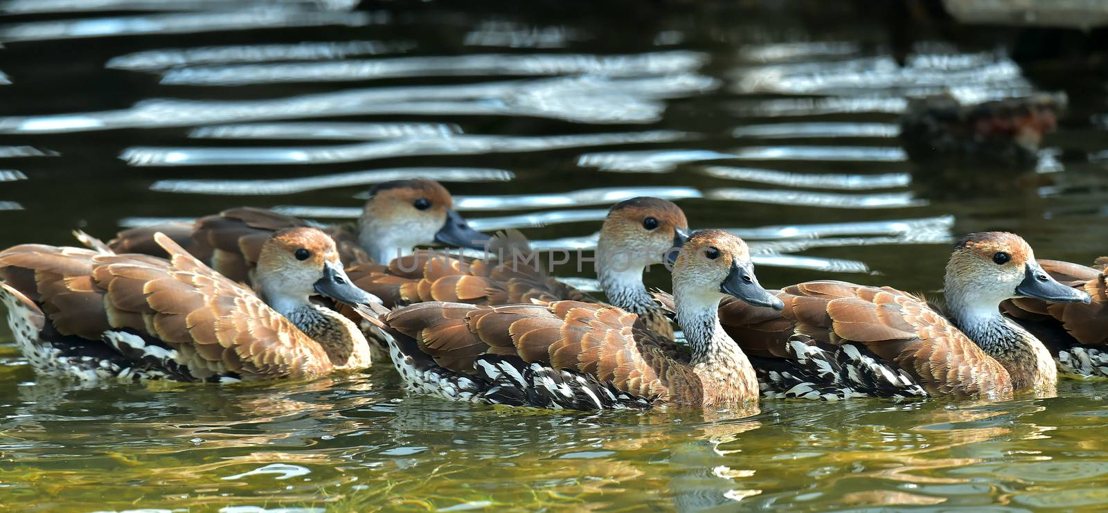 Swimming Cuban or West Indian Whistling Duck (dendrocygna arborea)