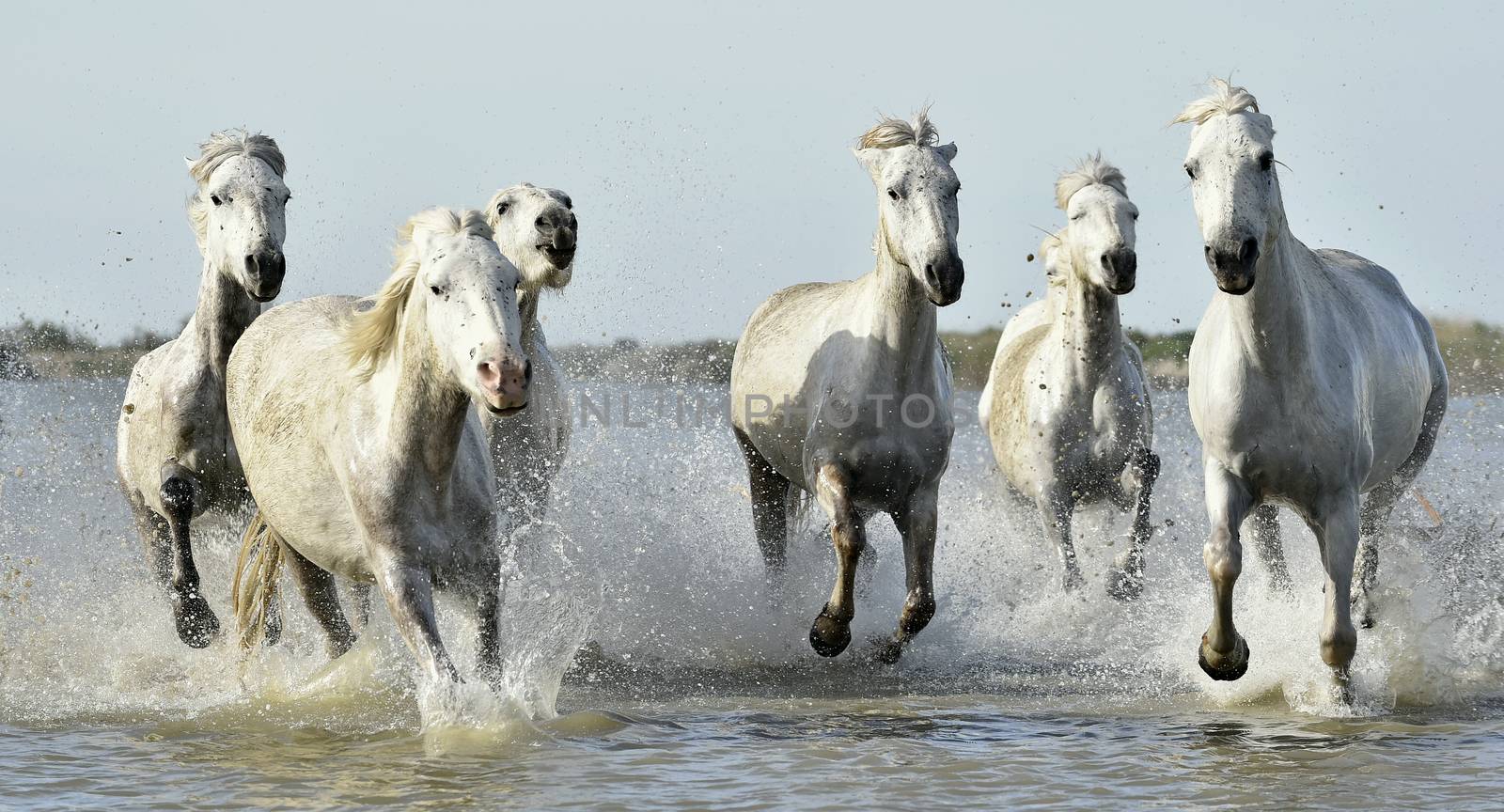 Running White horses through water by SURZ