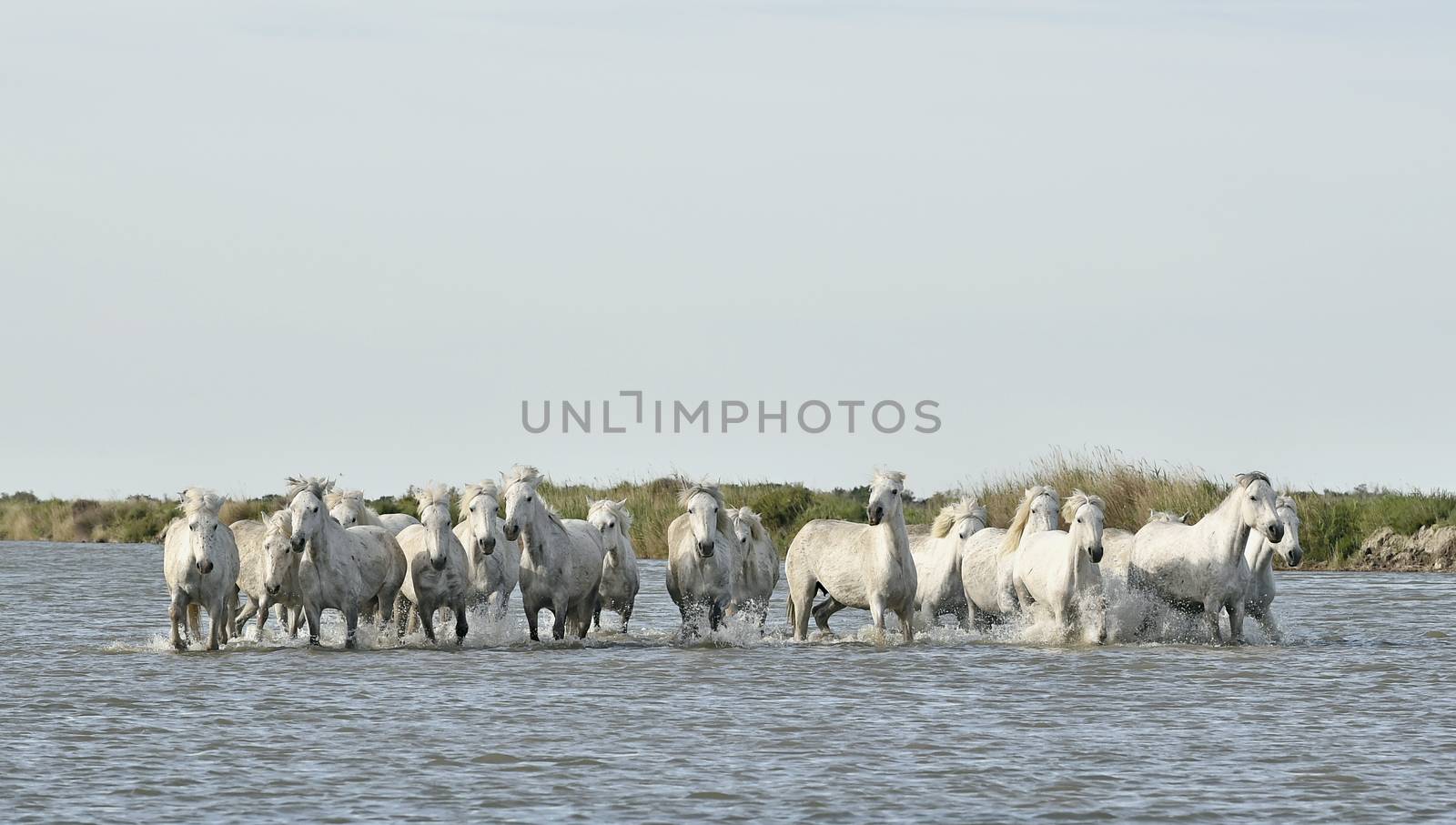 White horses of Camargue running through water. France