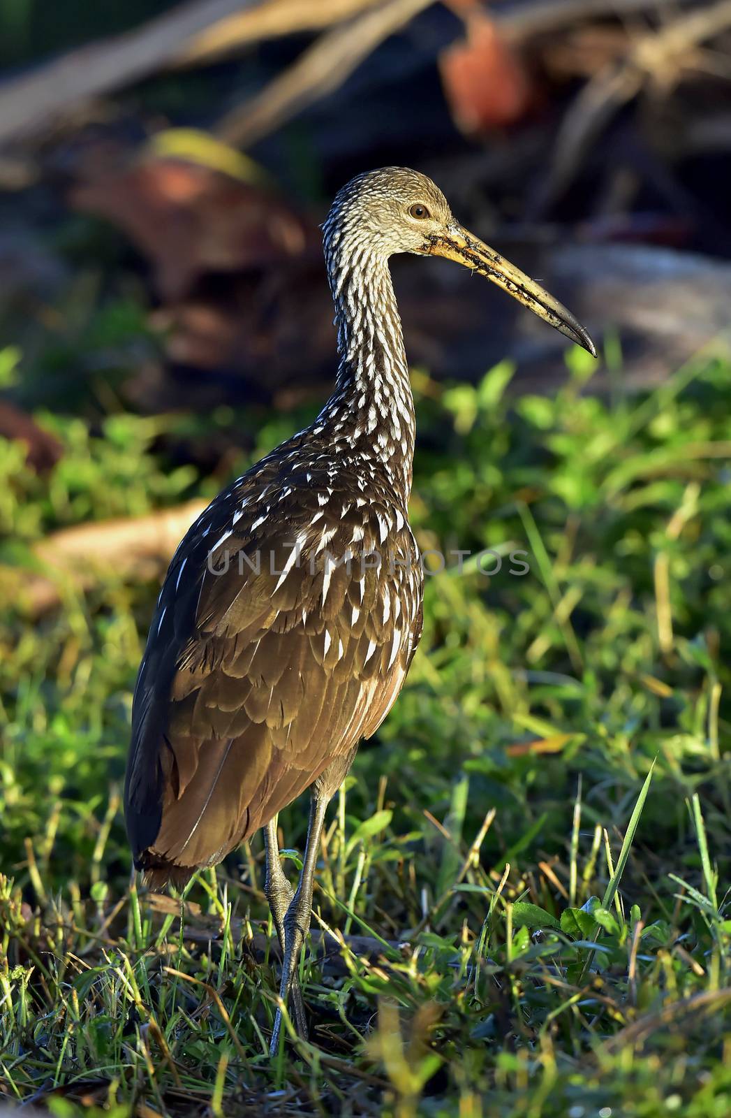 The limpkin (Aramus guarauna) by SURZ