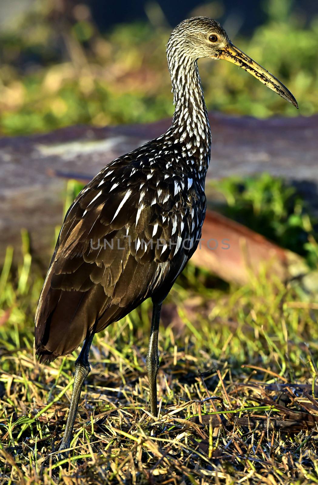 The limpkin (Aramus guarauna) by SURZ