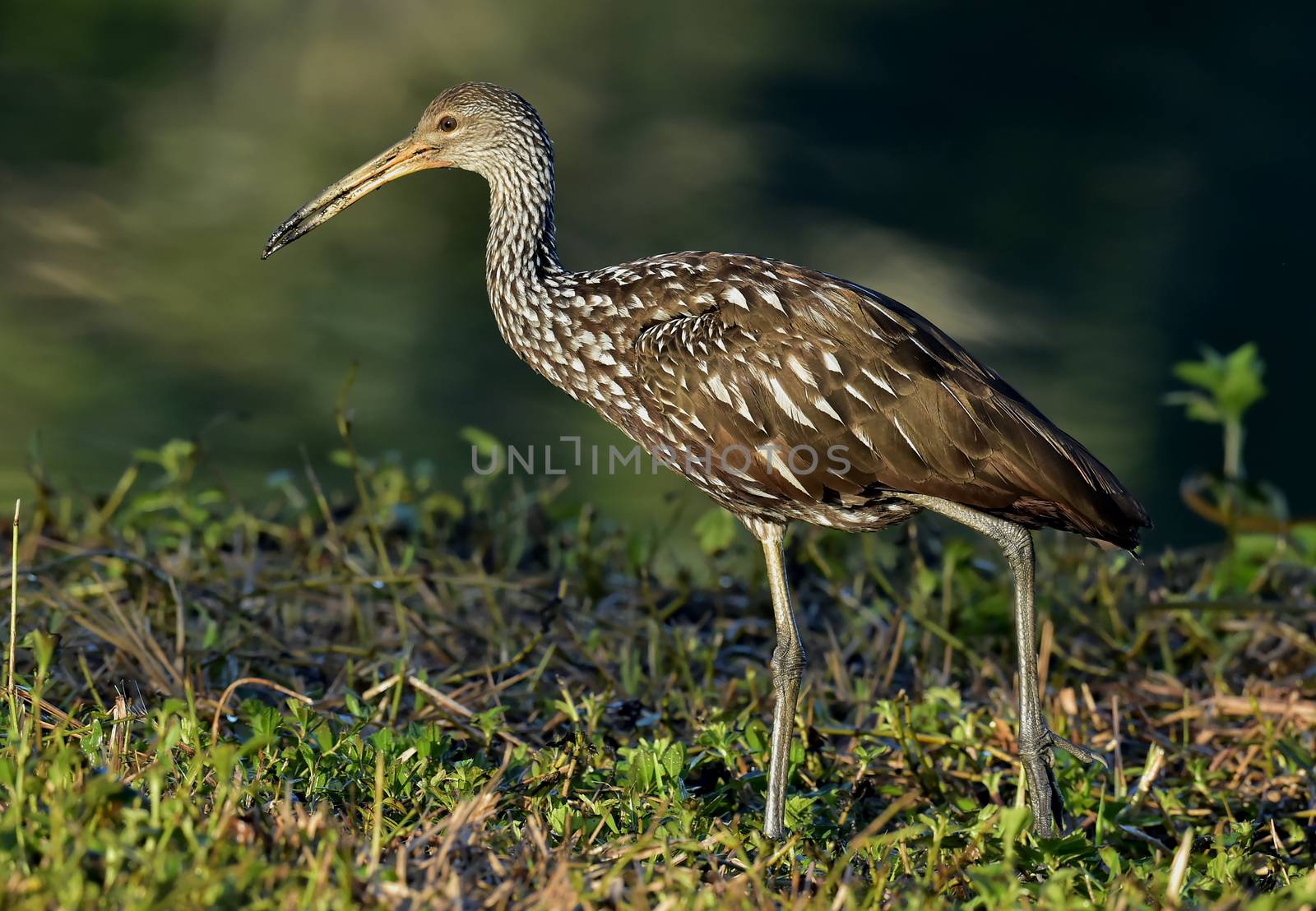 The limpkin (Aramus guarauna), Portrait in sunrise . Cuba