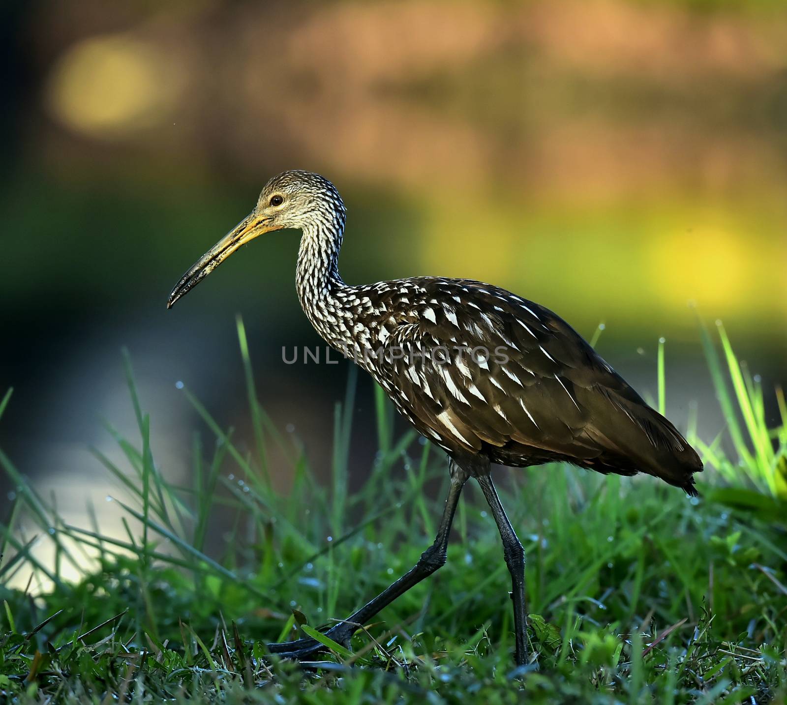 The limpkin (Aramus guarauna), Portrait in sunrise . Cuba