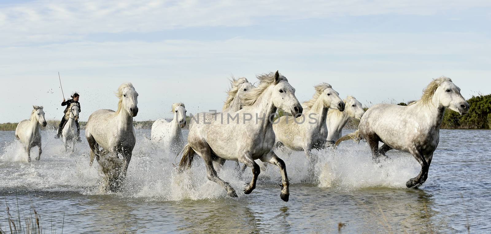 Running White horses through water by SURZ