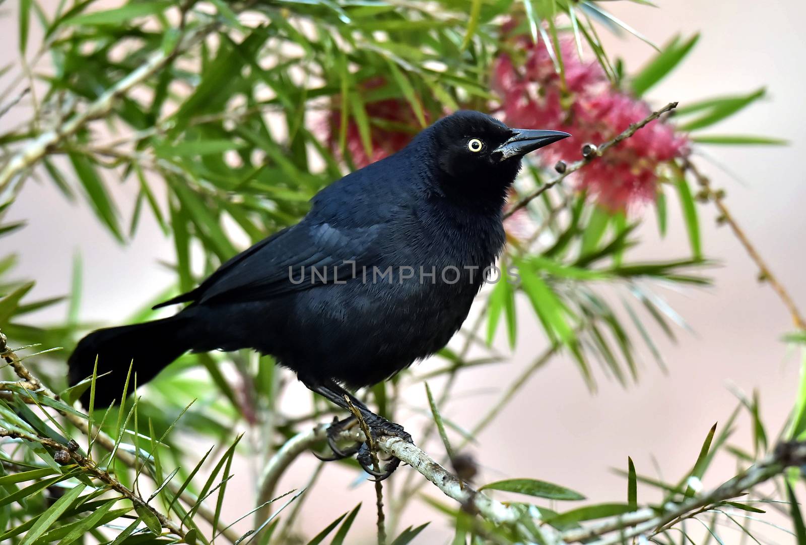 The Greater Antillean grackle (Quiscalus niger) perched on branch at La Boca, Republic of Cuba in March