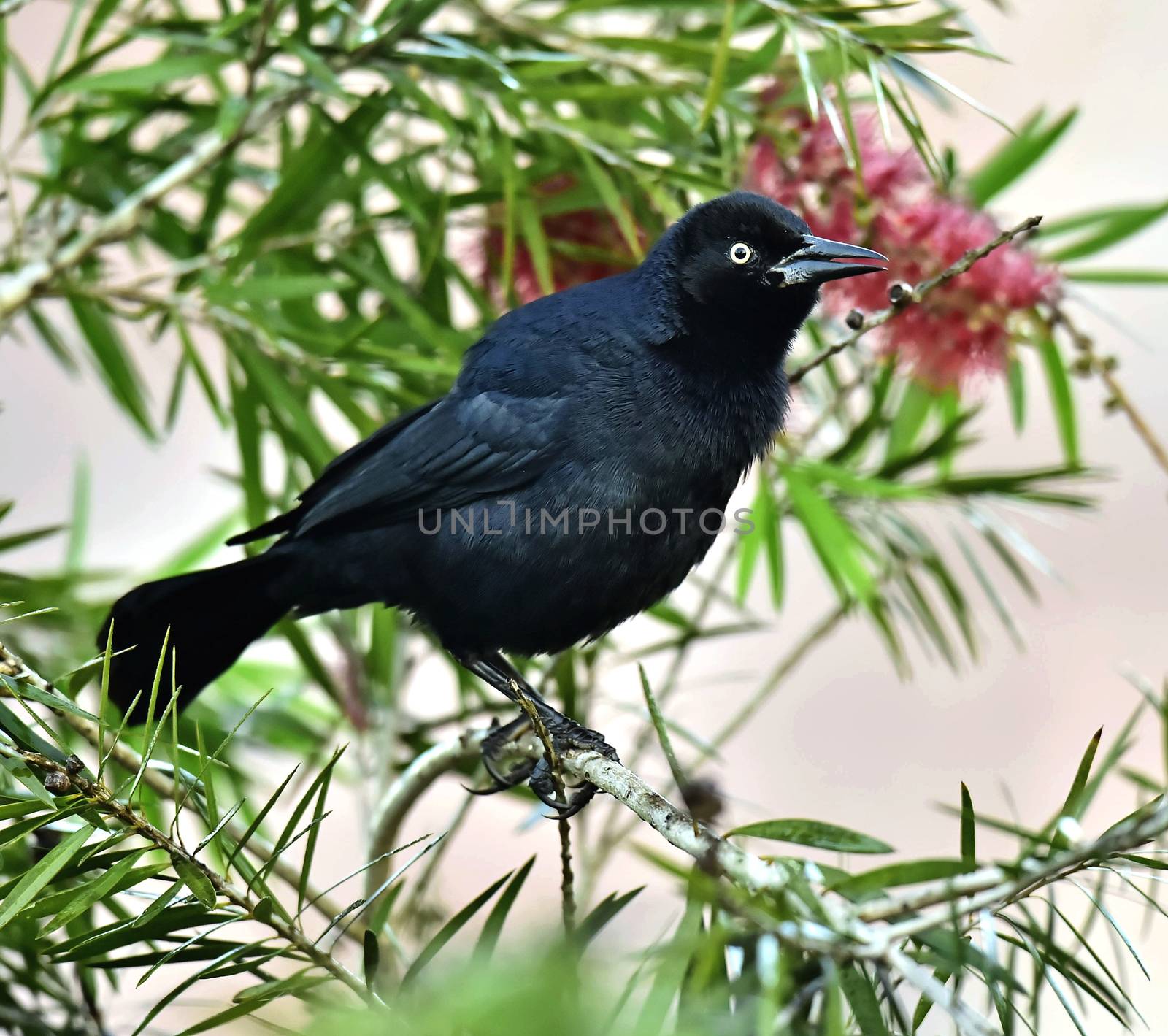 The Greater Antillean grackle (Quiscalus niger) perched on branch at La Boca, Republic of Cuba in March